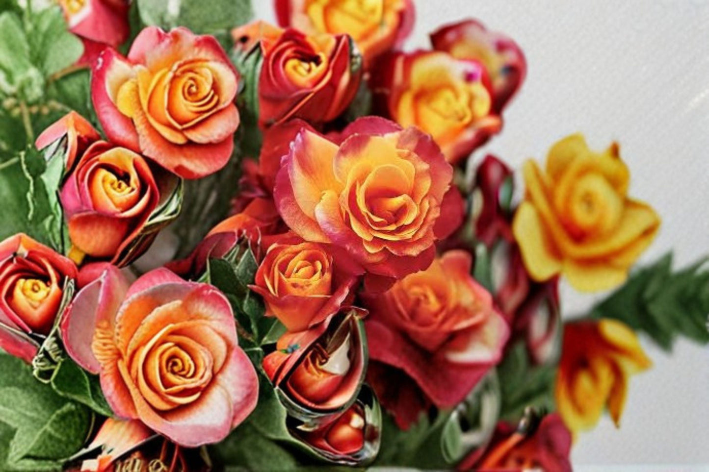 Climbing Rose Live Plant - 1.5 Gal Joseph's Coat - Multicolor Blooms Rosa 'Joseph's Coat' - Fragrant Garden Flower