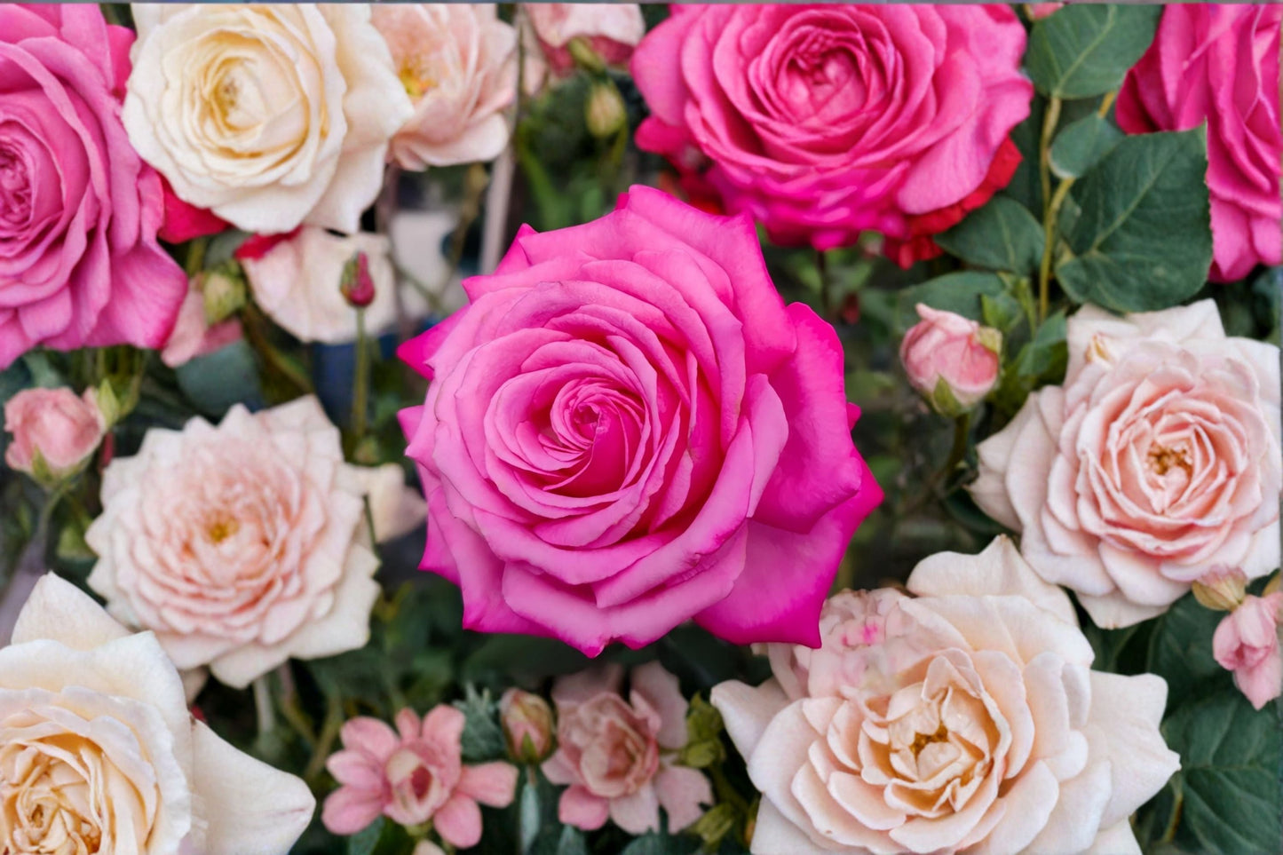 Peach Drift Rose Live Plant - Own Root, Repeat Blooming Shrub Rose - Rosa hybrid, Large Ornamental Flowers, Peach Pink