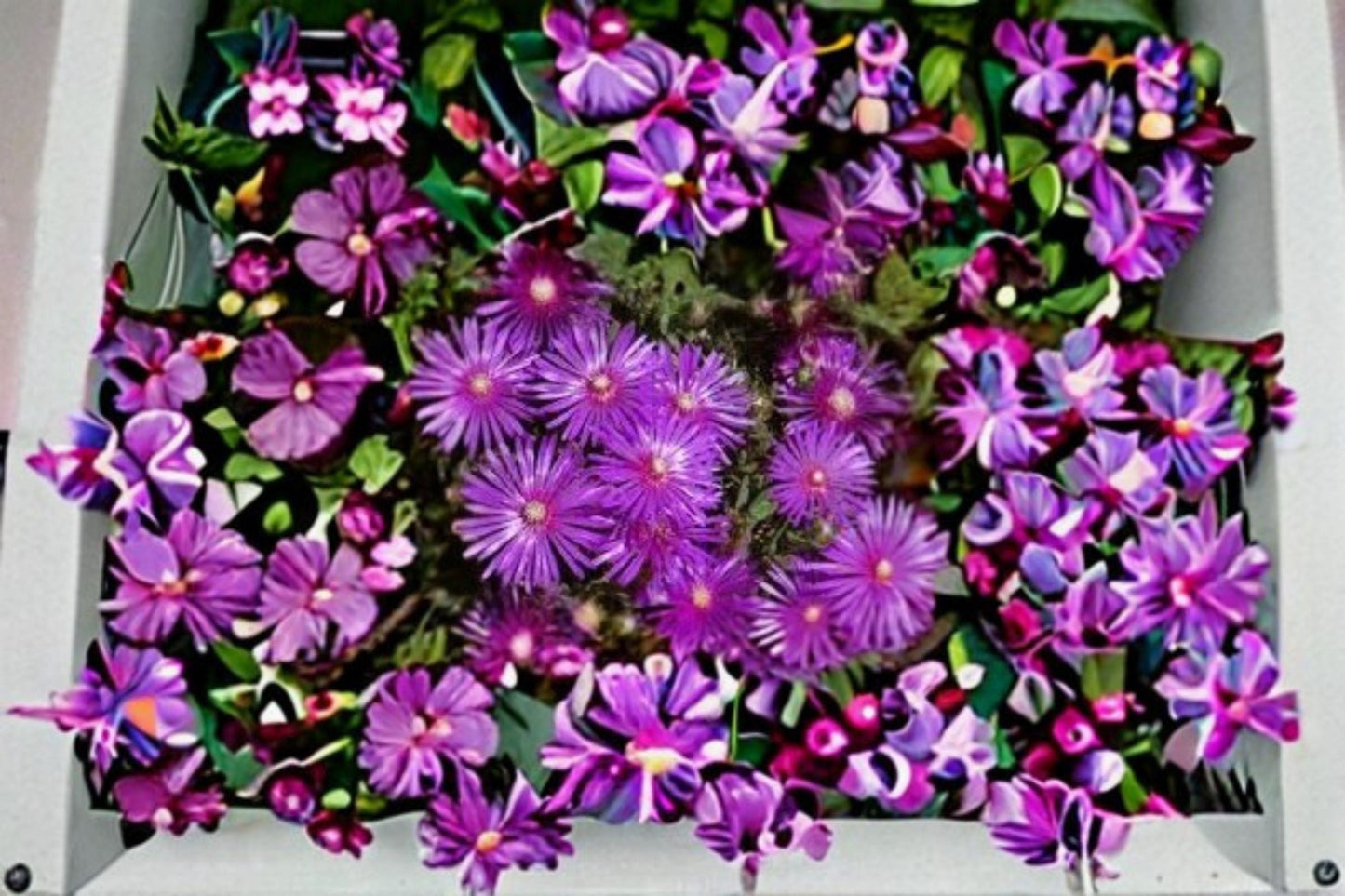 Creeping Ice Plant Cuttings 10 Unrooted Delosperma cooperi - Drought Tolerant Succulent with Purple Pink Flowers