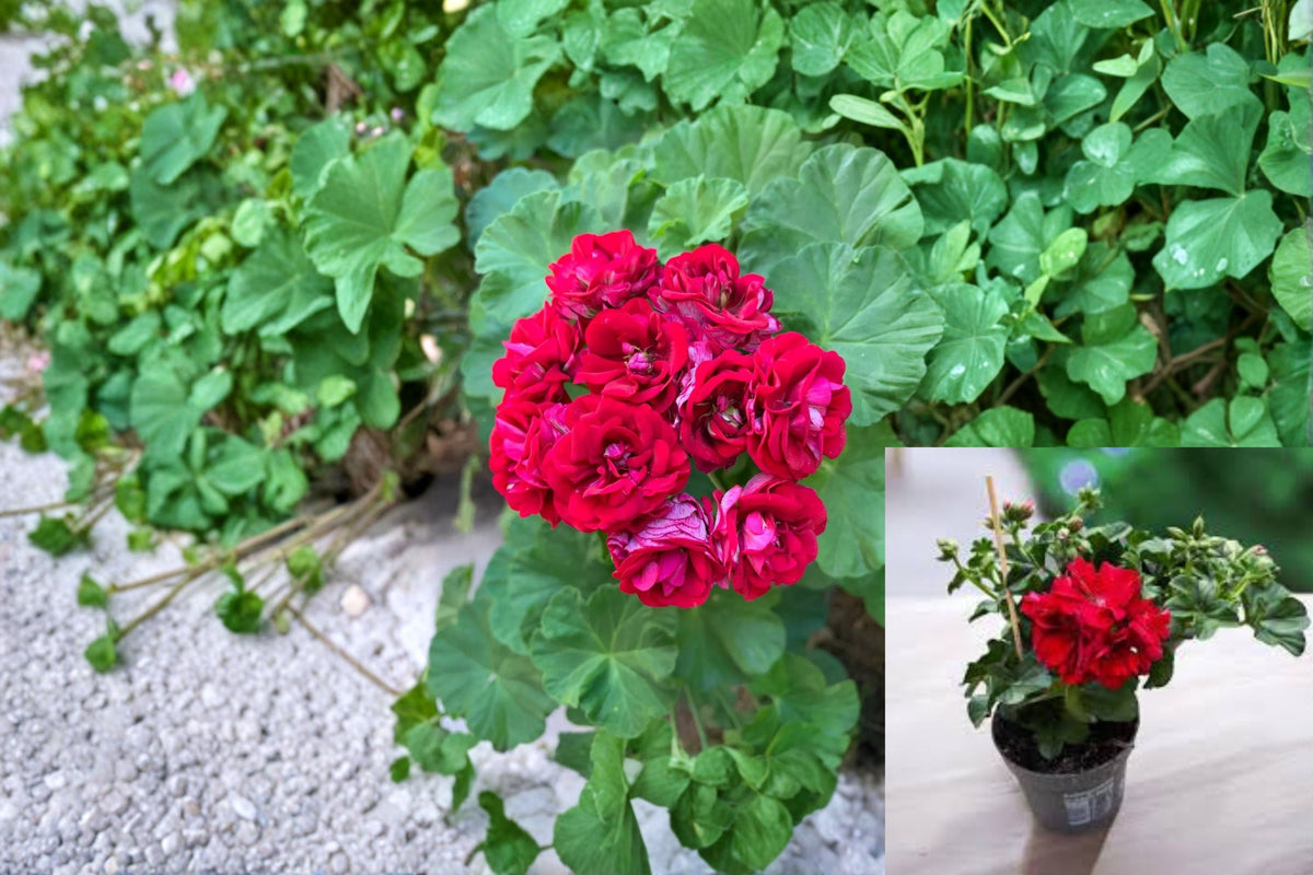 Double Red Geranium Cuttings 4 Pack - Pelargonium × hortorum - Flowering Container Plant for Garden and Patio