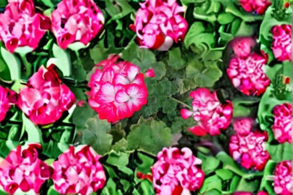 Red White Geranium Cuttings - 2 Unrooted Pelargonium Cuttings for Propagation - Bicolor Flowers for Containers or Garden Beds