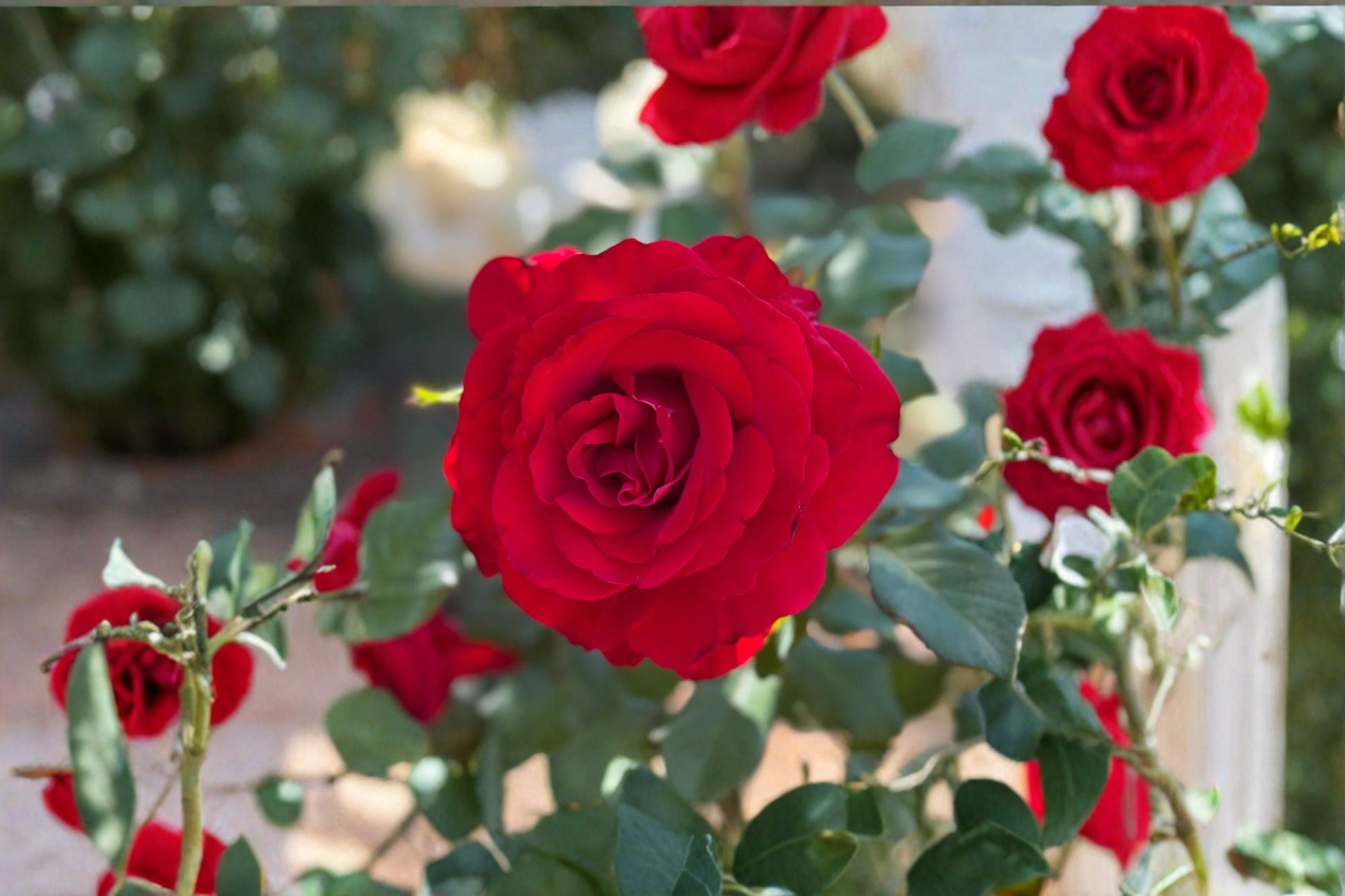 Love's Promise Rose Live Plant - 1.5 Gal Red Hybrid Tea Rose - Rosa 'Love's Promise' - Fragrant, Repeat Blooming Garden Specimen