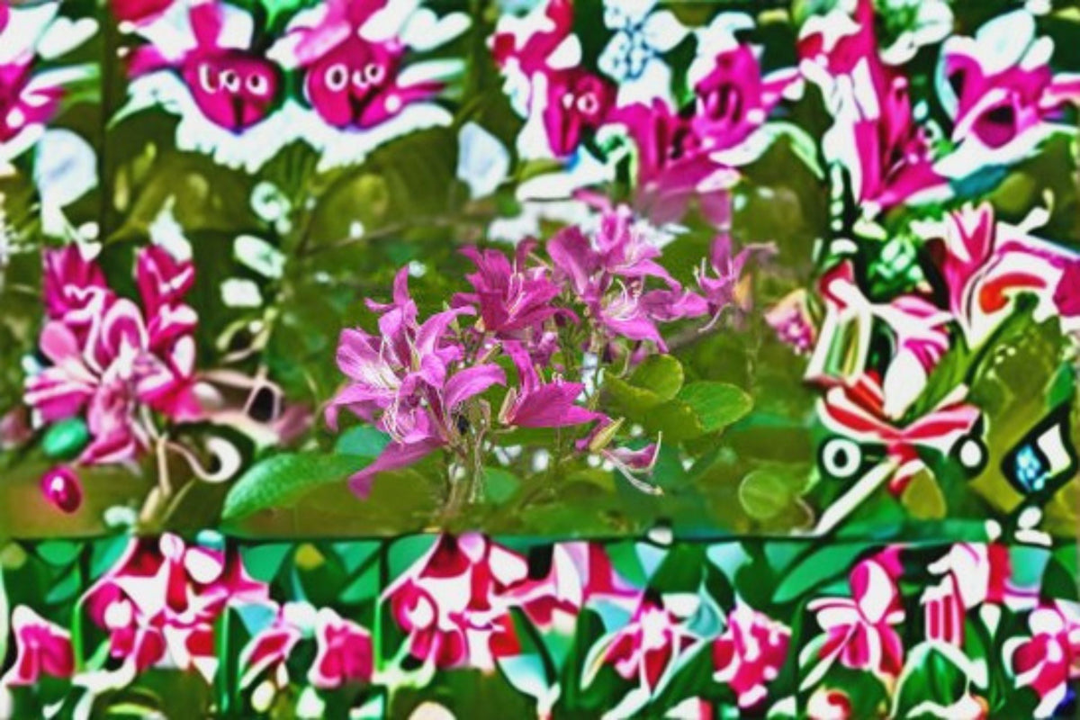 Christmas Cactus Starter Plant - Miss Shimano - Schlumbergera Truncata - Well-Rooted Indoor Cactus for Holiday Decor