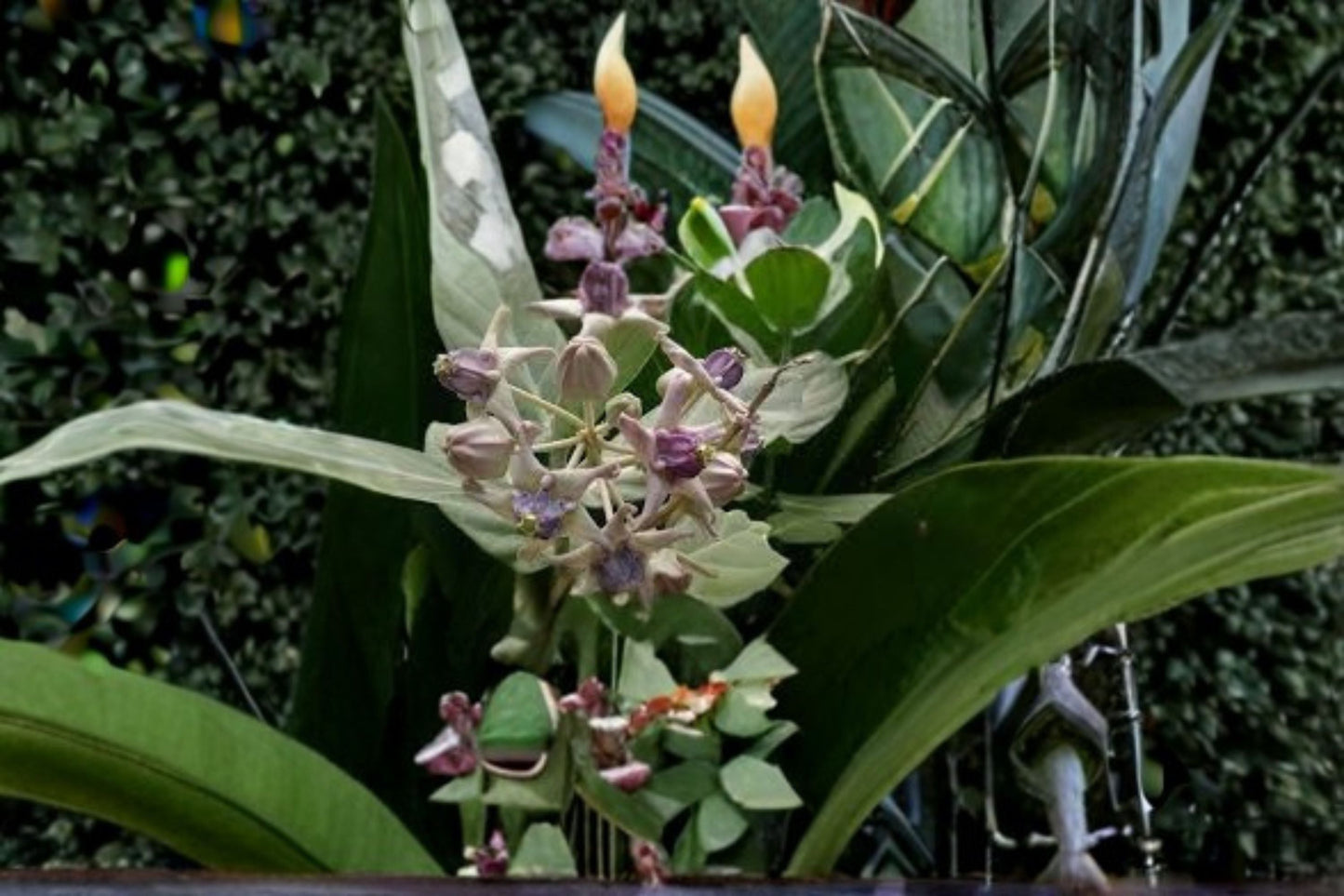 White Giant Milkweed Cuttings 6-Pack - Calotropis gigantea - Tropical Flowering Shrub for Gardens and Pollinators