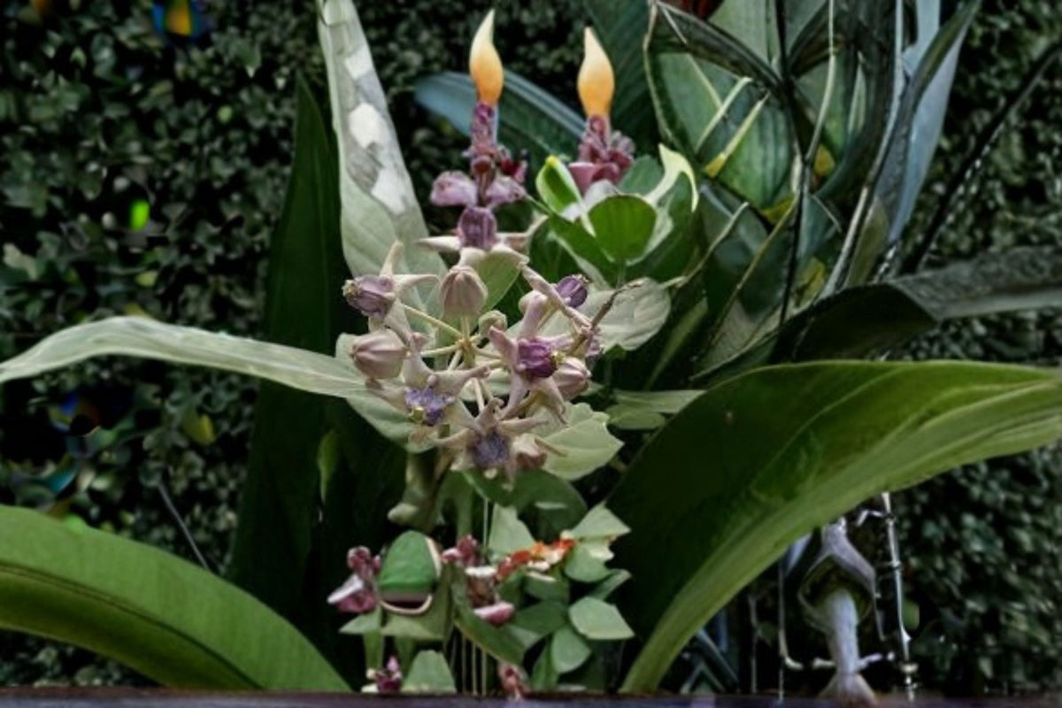 White Giant Milkweed Cuttings 6-Pack - Calotropis gigantea - Tropical Flowering Shrub for Gardens and Pollinators