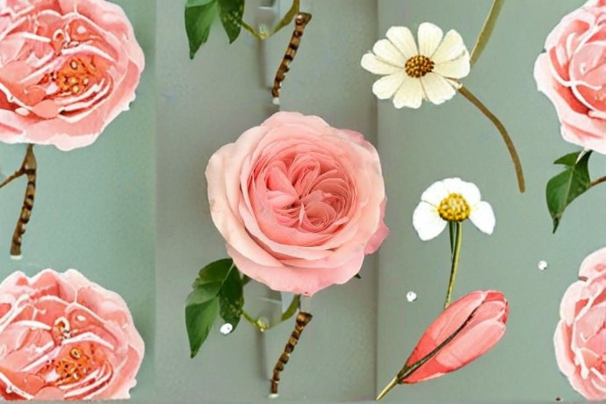 Catherine Rose Plant - Pink Ornamental Shrub Rose - Rosa sp. - Ideal for Gardens and Cut Flower Arrangements