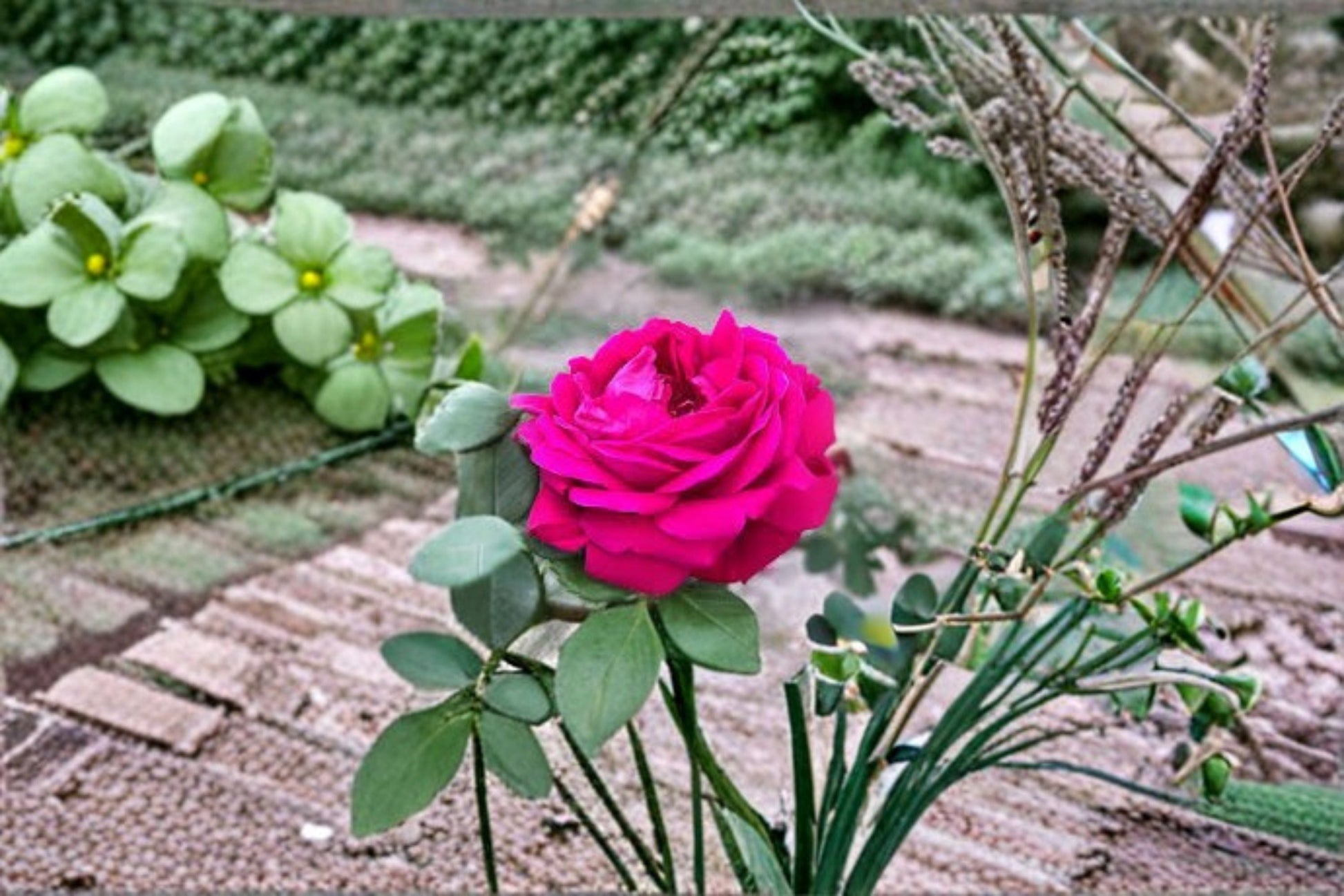 Dianhong Rose Live Plant - Fragrant Edible Rose - Rosa Hybrid - Heat Tolerant, Disease Resistant, Repeat Blooming