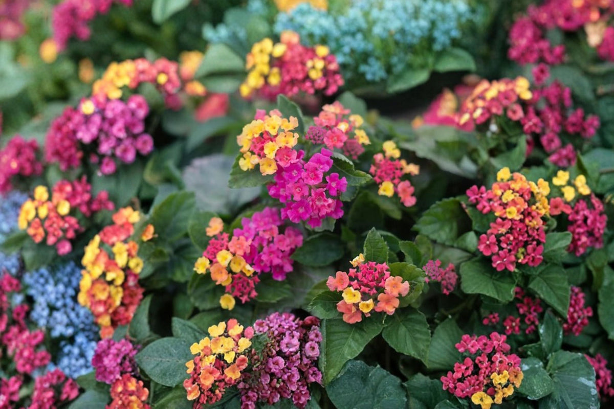 Lantana Plant - Moni Sprinkles - Compact Perennial with Multi-Tone Blooms - Lantana x ‘Moni’ - Pollinator-Friendly Garden Plant
