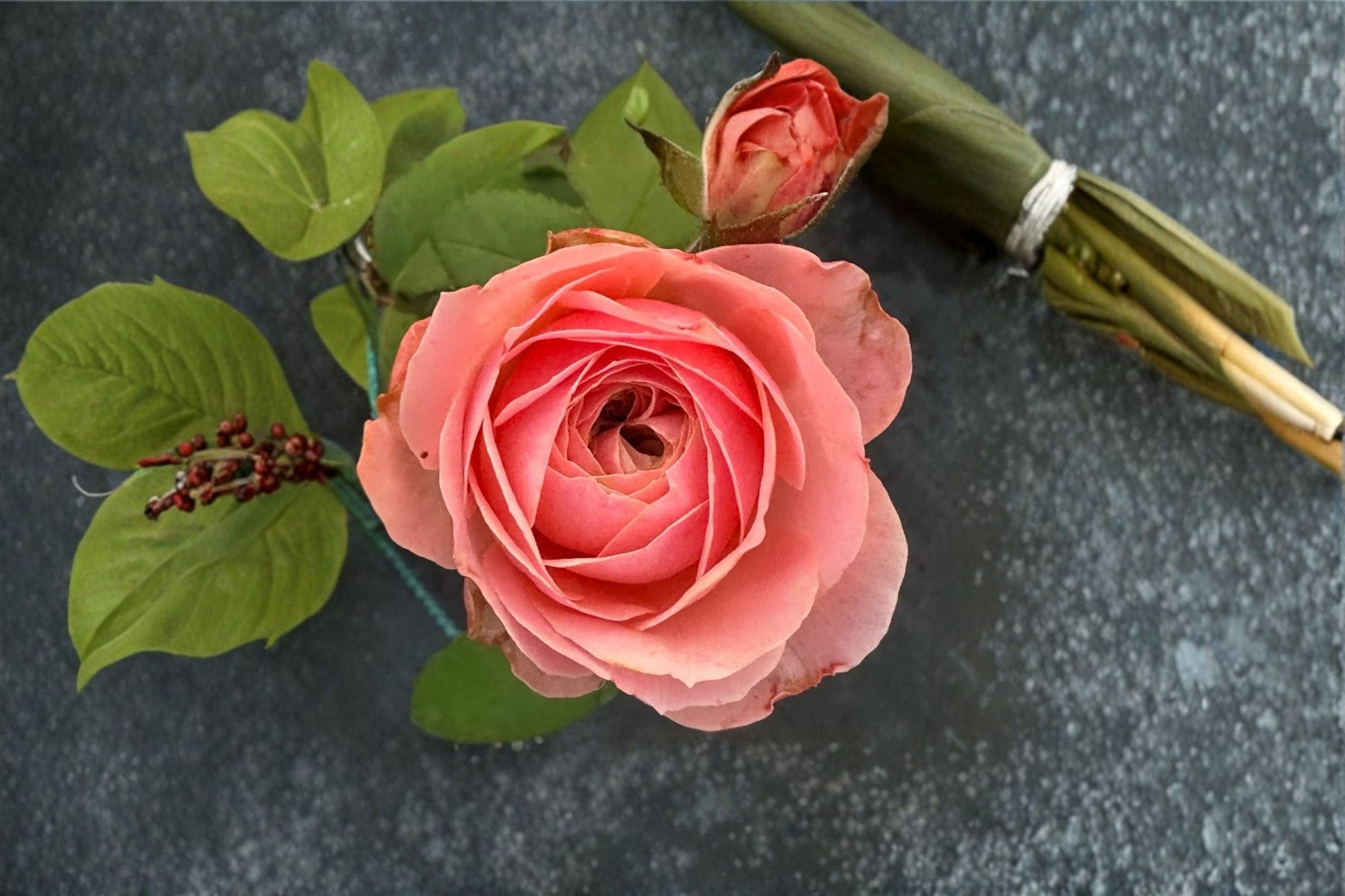Harper Rose Live Plant - Cup-Shaped Pink Peach Blooms - Rosa hybrid - Dutch Cut Rose for Floral Arrangements and Gardens