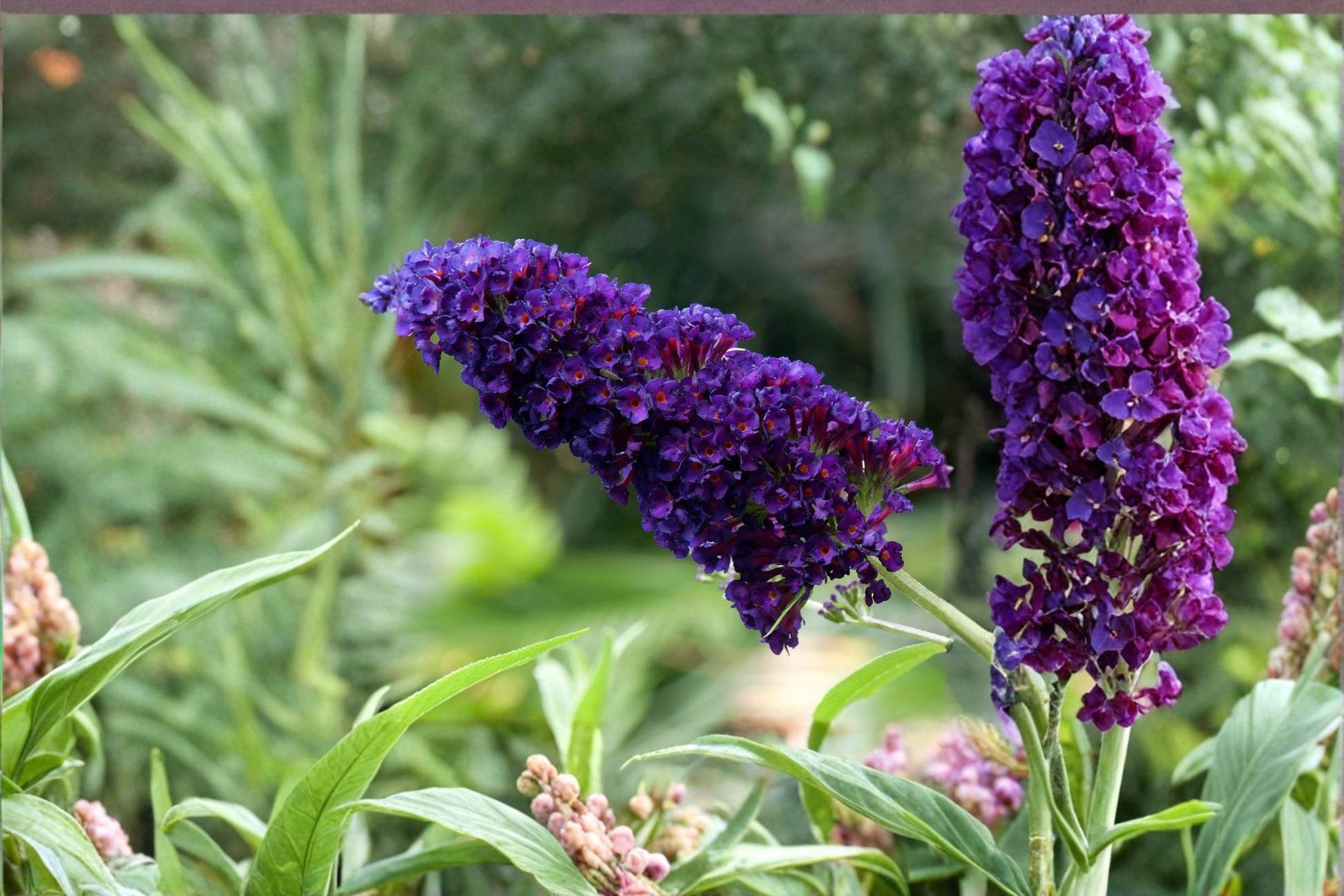 Black Knight Buddleia Plant - 1 Rooted Flowering Shrub - Deep Purple Blooms - Buddleja davidii - Butterfly Bush