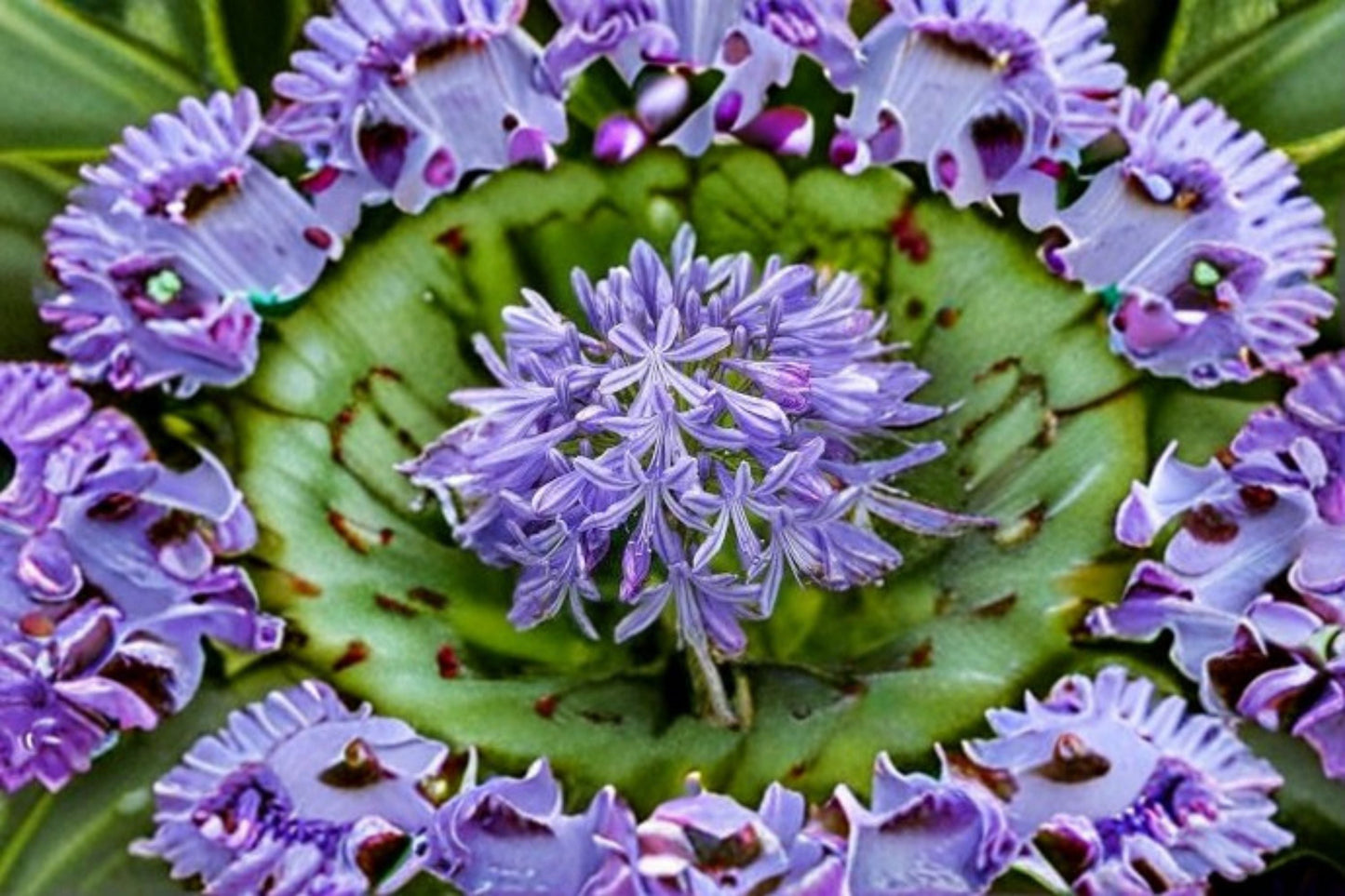 Peter Pan Agapanthus Plant - Blue Flower Clusters - Agapanthus africanus ‘Peter Pan’ - Compact Perennial for Borders & Containers
