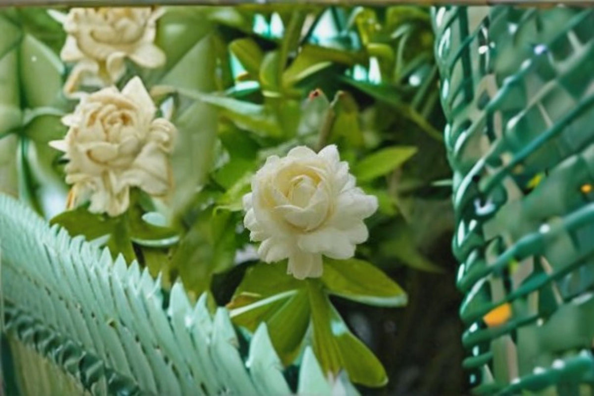 Christmas Cactus Starter Plant - Miss Shimano - Schlumbergera Truncata - Well-Rooted Indoor Cactus for Holiday Decor