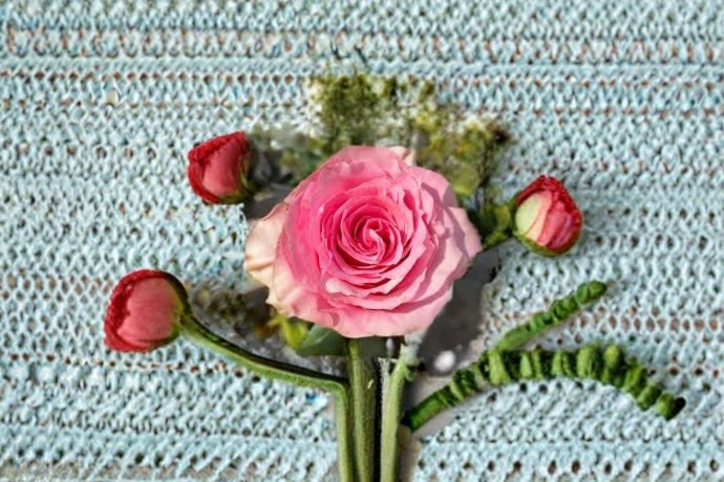 Sweet Spot Rose Live Plant - Pink Variegated Garden Rose - Rosa hybrid - Ornamental High-Centered Blooms with Streaked Petals