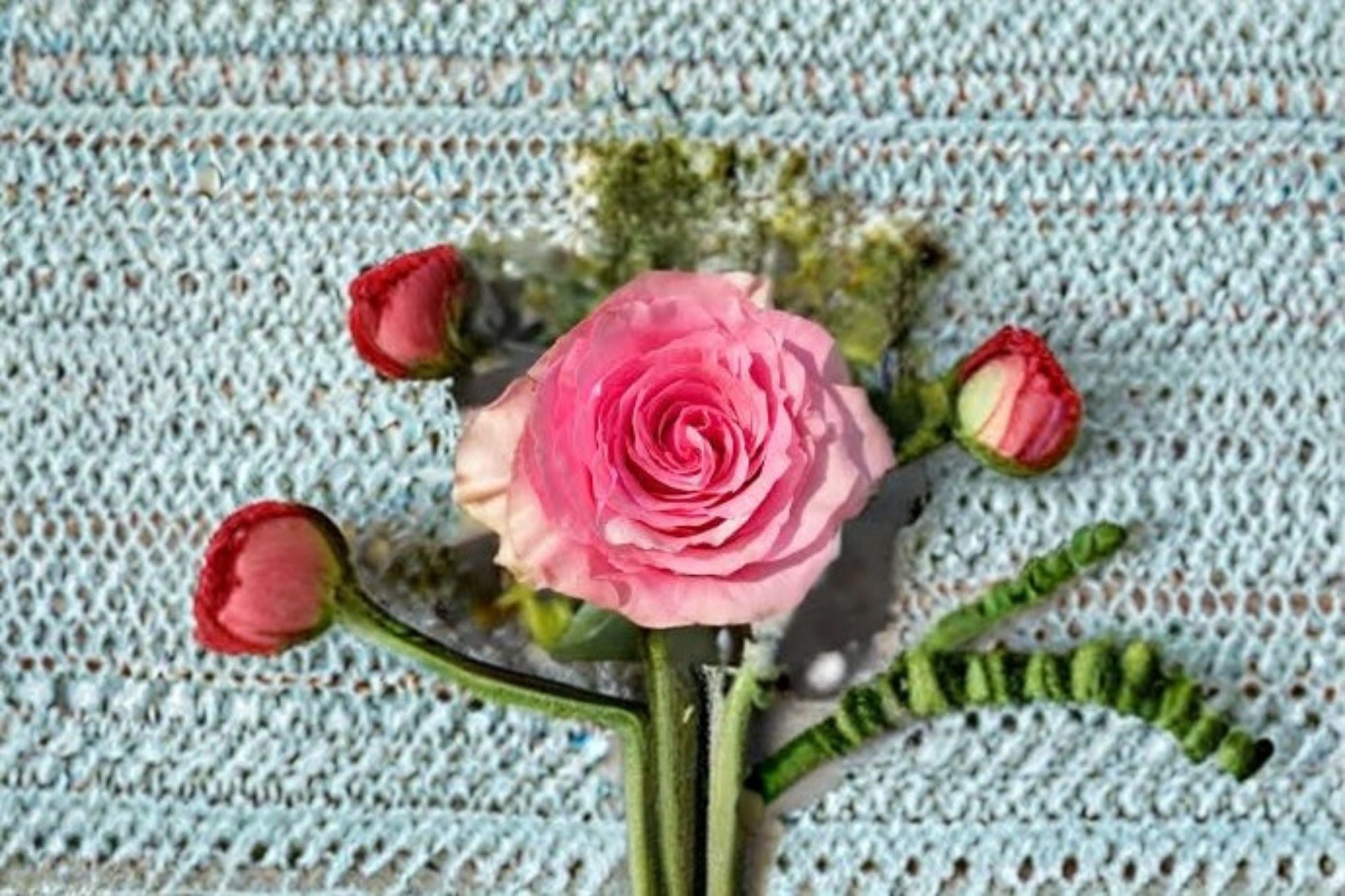 Sweet Spot Rose Live Plant - Pink Variegated Garden Rose - Rosa hybrid - Ornamental High-Centered Blooms with Streaked Petals