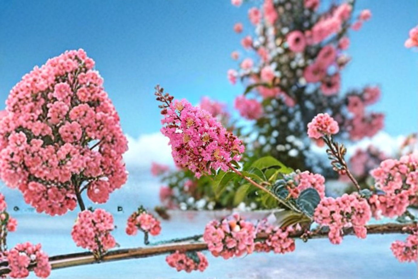 Sioux Crape Myrtle Live Plant - Pink Flowering Shrub - Lagerstroemia indica 'Sioux' - Perennial Landscape Accent Plant
