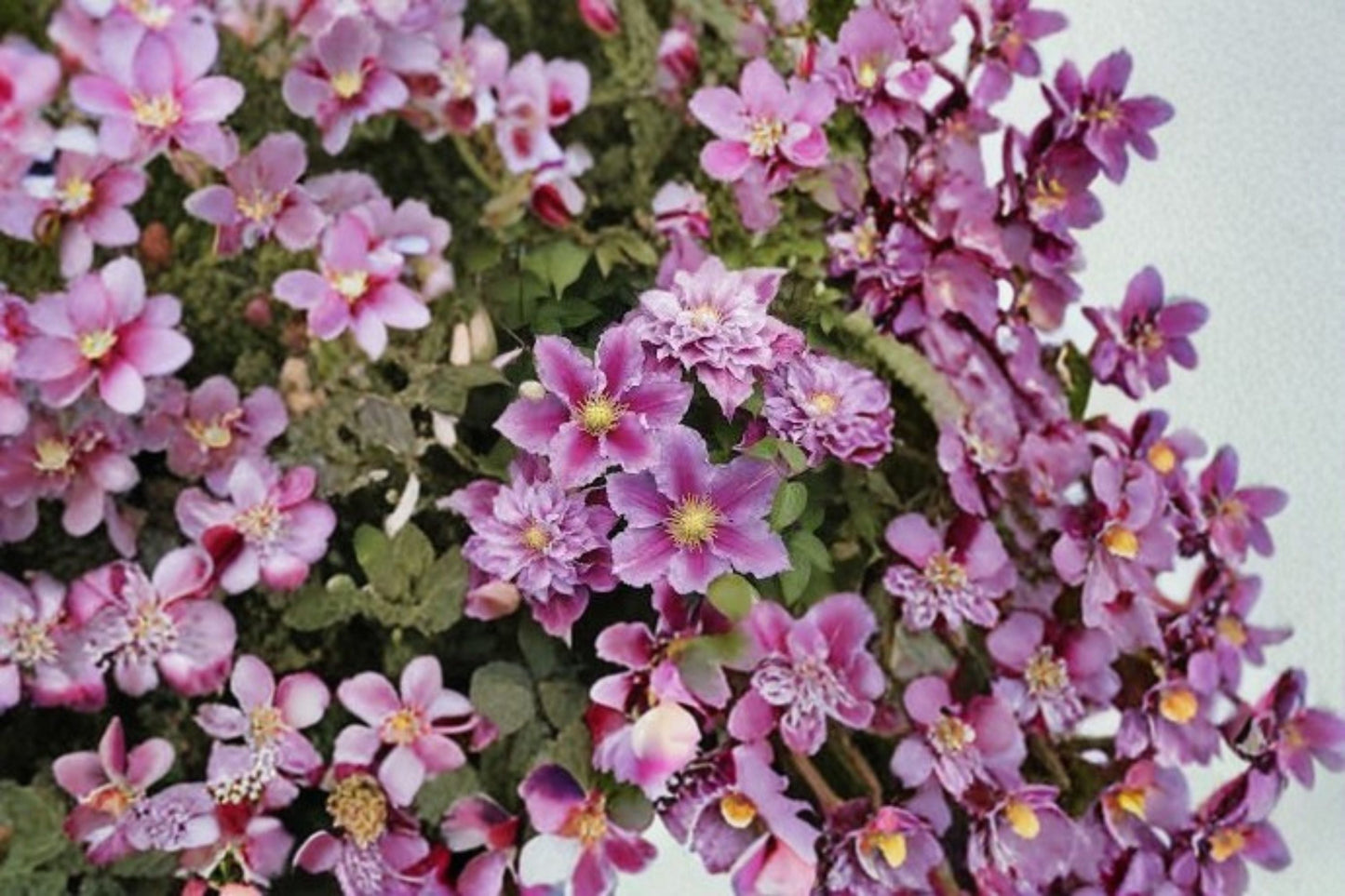 Pillu Clematis Live Plant - Compact Pink Flowering Vine - Clematis hybrid - Ideal for Trellises & Containers