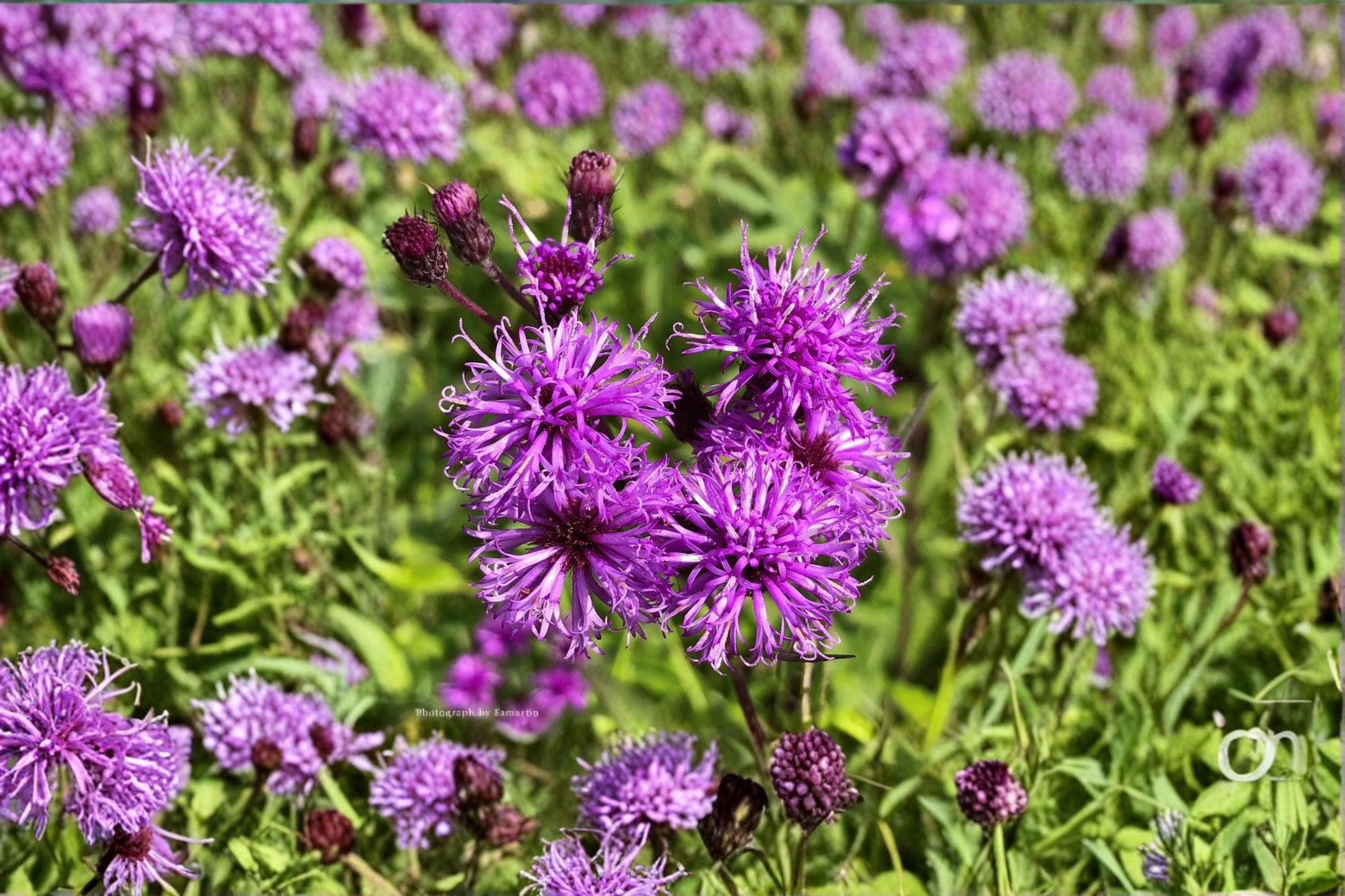 Ironweed Live Plant Clump - Purple Pollinator Perennial - Vernonia noveboracensis - Deer Resistant, Butterfly Garden Plant