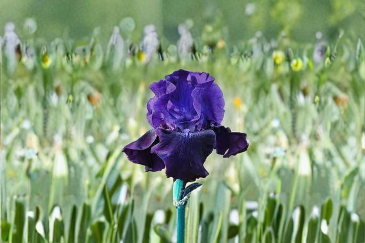 Rosalie Figge Iris Live Plant - Purple Blue Bearded Iris - Iris germanica 'Rosalie Figge' - Fragrant Perennial Flower