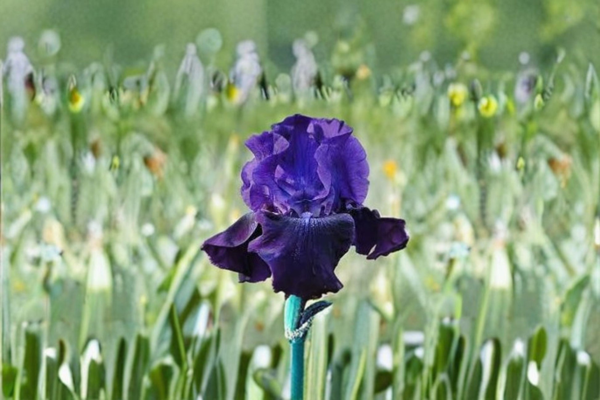 Rosalie Figge Iris Live Plant - Purple Blue Bearded Iris - Iris germanica 'Rosalie Figge' - Fragrant Perennial Flower