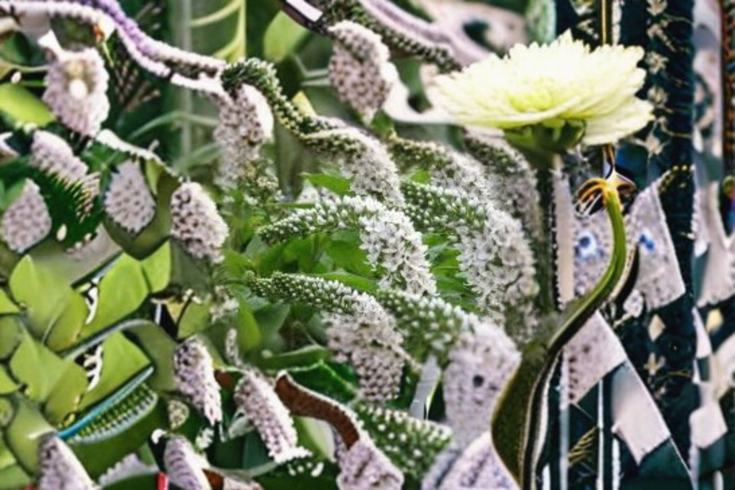 White Gooseneck Live Plant – Ground Cover Perennial with White Flower Spikes – Lysimachia clethroides