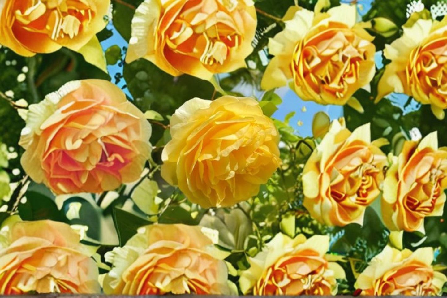 Yellow Beauty Rose Live Plant - Yellow Long Lasting Cut Rose - Rosa hybrid - Easy Care, Repeat Blooming, Ornamental Blooms