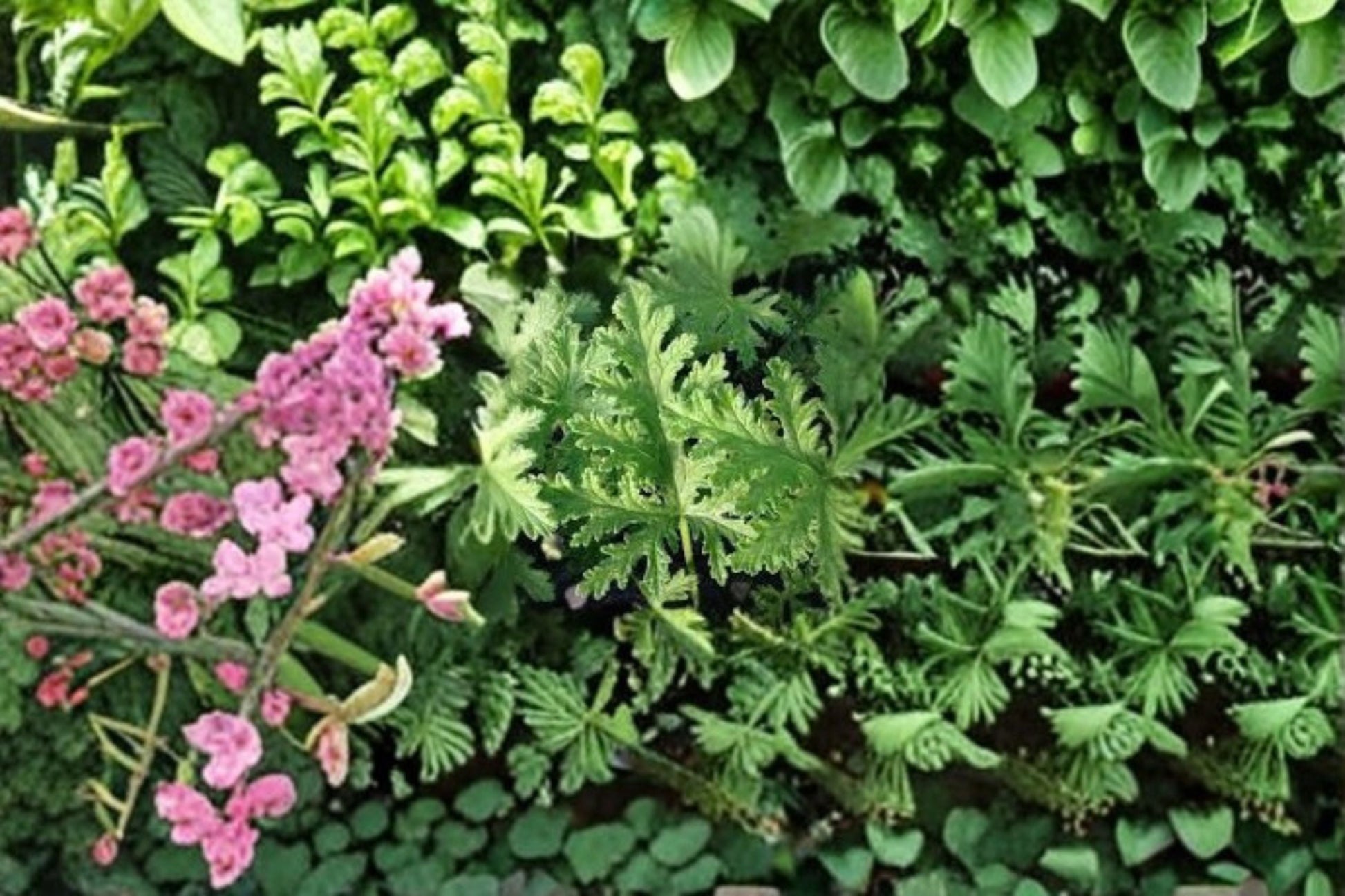 Citronella Plants - 4 Live Starter Plants - Pelargonium citrosum - Lemon-Scented Foliage & Lavender-Pink Blooms for Outdoors