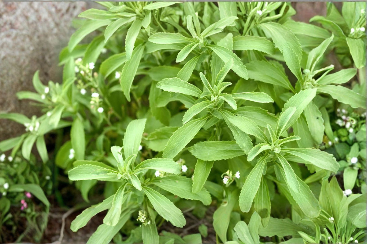 Stevia Plant - Live Starter - Sweet Leaf Herb - Stevia rebaudiana - Perfect for Culinary Use and Container Gardens