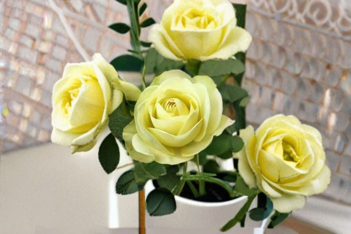 Creamy Eden Rose Live Plant - Balcony Rose - White & Green Blooms - Rosa hybrid - Repeat Blooming, Disease Resistant, Easy Care