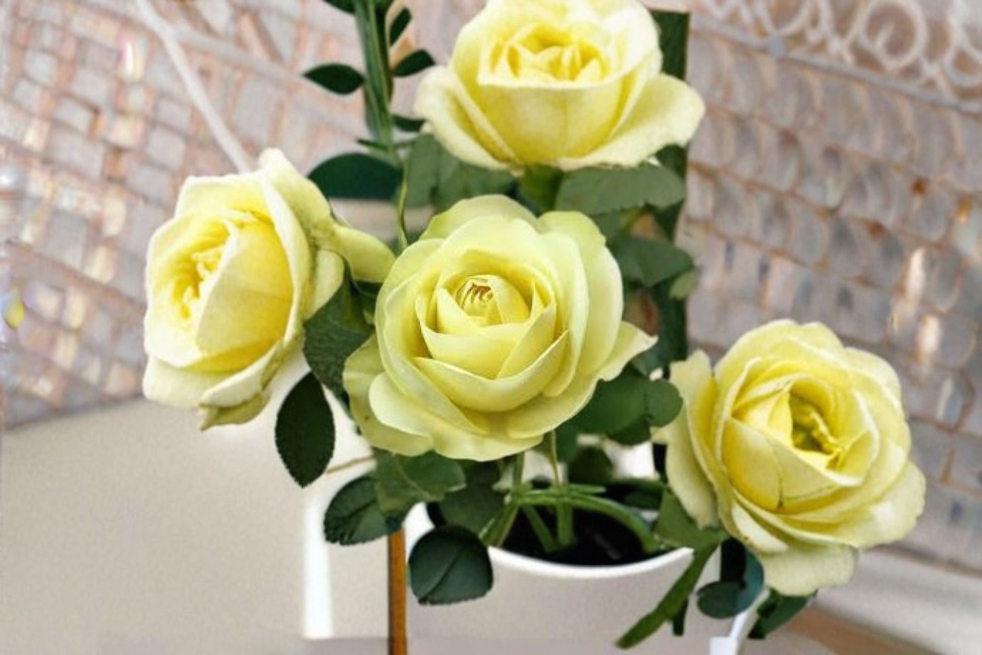 Creamy Eden Rose Live Plant - Balcony Rose - White & Green Blooms - Rosa hybrid - Repeat Blooming, Disease Resistant, Easy Care