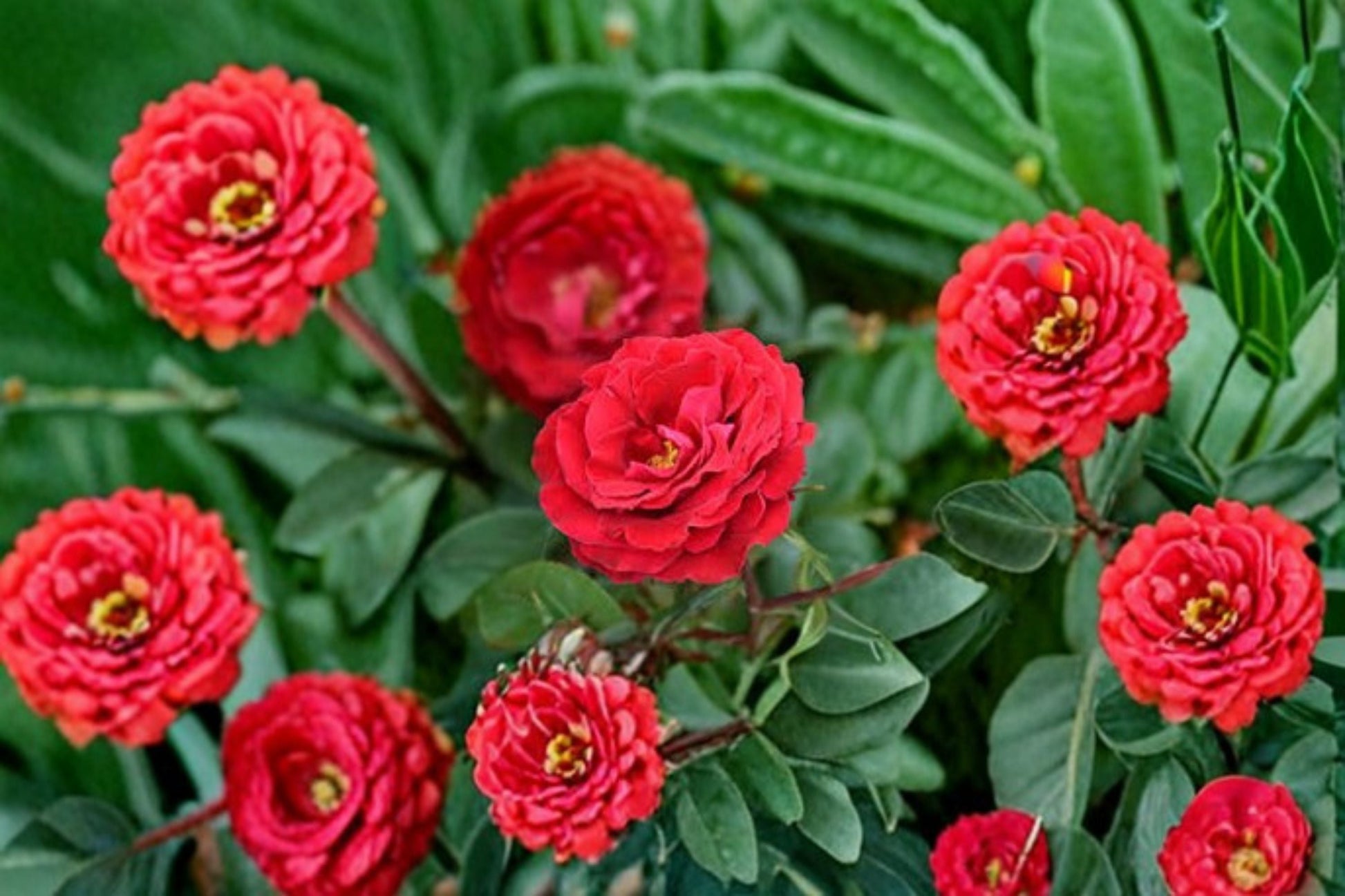 Cherrytini Rose Live Plant 1.5 Gal Cherry Red Floribunda Rosa 'Cherrytini' Fragrant Disease Resistant Garden Rose