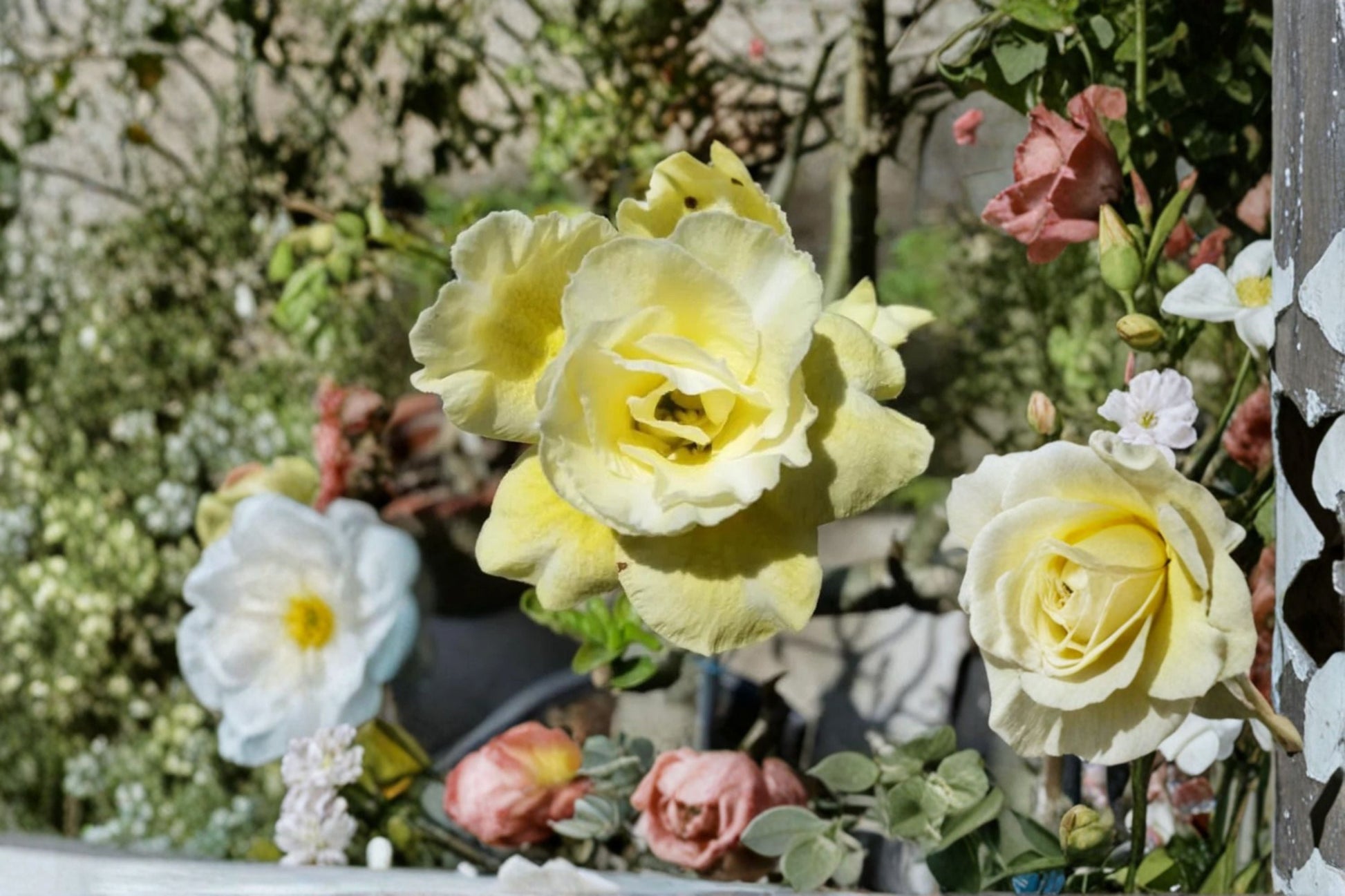 Double Yellow Desert Rose Live Plant - 4-6 Inches - Adenium obesum - Flowering Succulent for Containers and Indoors