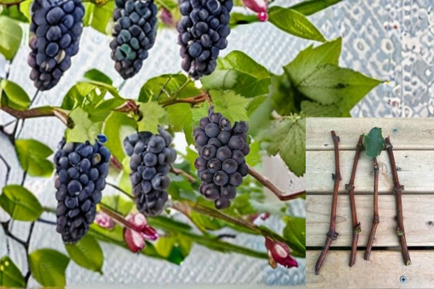 Kyoho Grape Cuttings - 3 Unrooted Vitis vinifera - Climbing Fruit Vine for Propagation, Dark Grapes, Edible Garden Plant