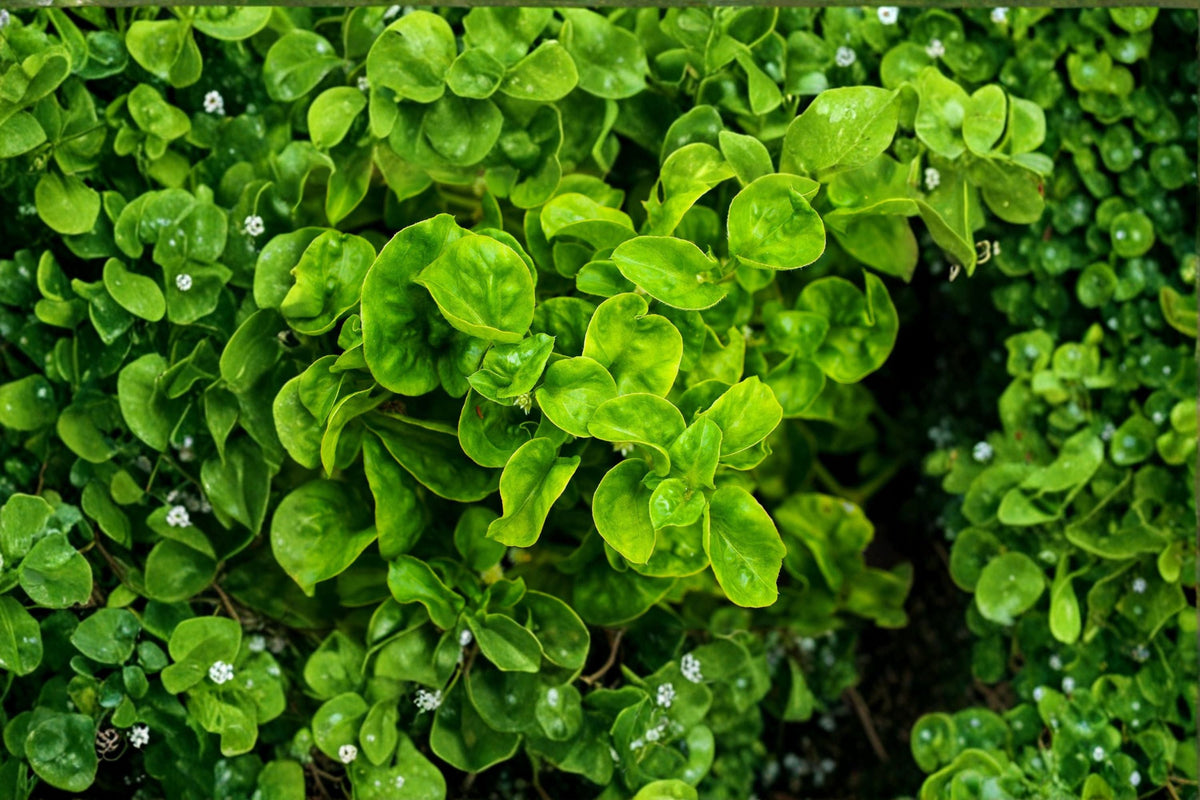 Brazilian Spinach Cuttings 4-Pack - Edible Leafy Green - Alternanthera sissoo - Perfect for Home Gardens and Propagation