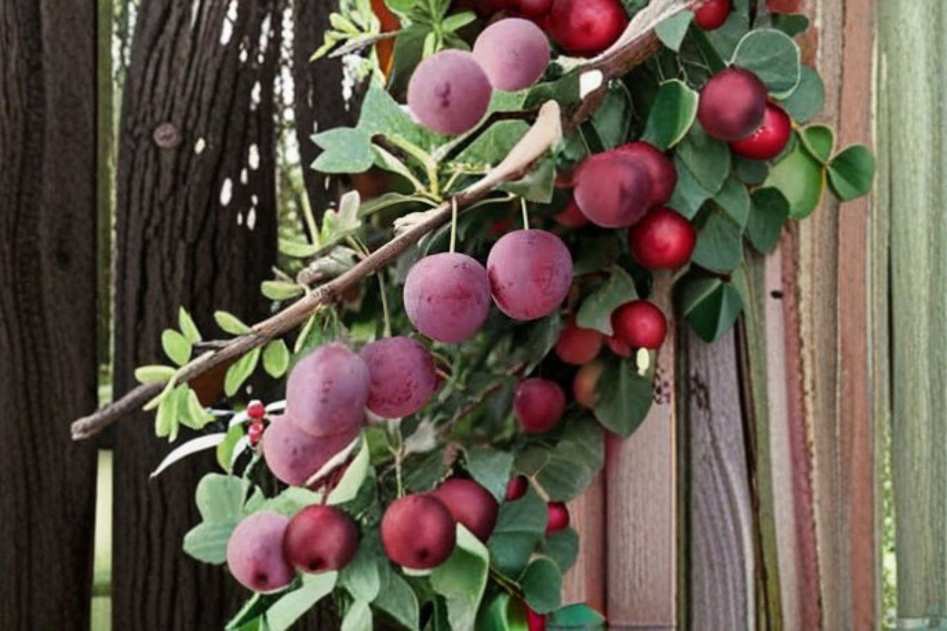 American Plum Cuttings 12 Unrooted Prunus americana Edible Fruit Tree for Propagation