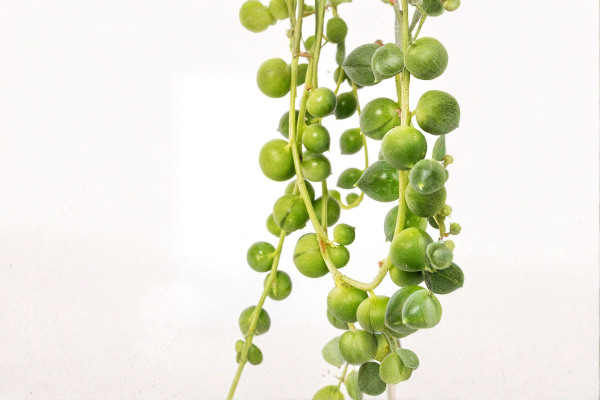 String of Pearls Plant 4-Inch - Trailing Succulent with Bead-like Foliage - Senecio rowleyanus - Indoor Hanging Plant