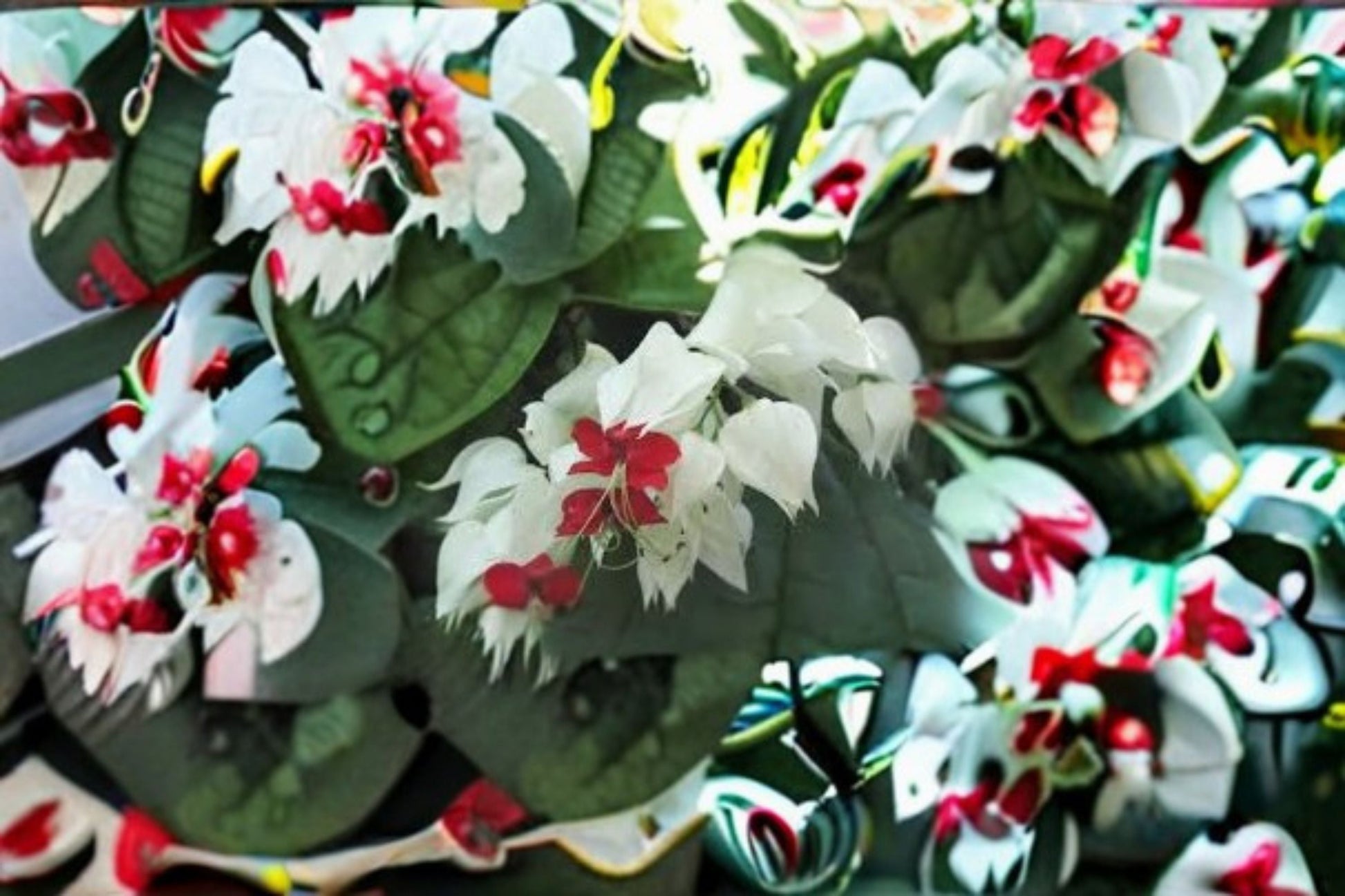 White Bleeding Heart Vine Live Plant in Pot - Clerodendrum thomsoniae White Form - Ornamental Flowering Vine with White & Red Blooms