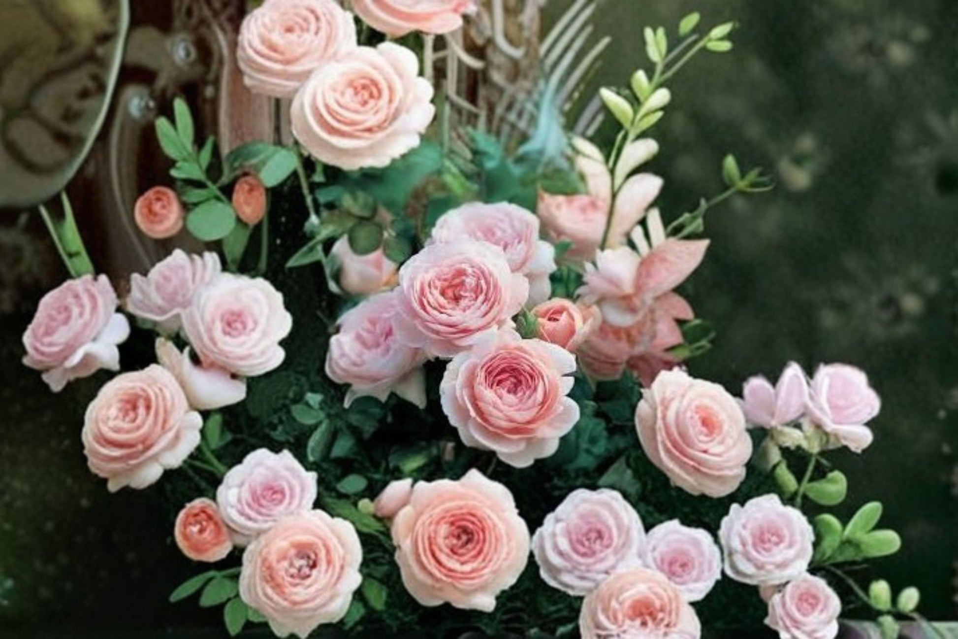 Austiger Lollipop Rose Live Plant 2-3 Feet Tall - Rosa hybrid, Tree Form, Ornamental Flowering Rose for Garden & Patio