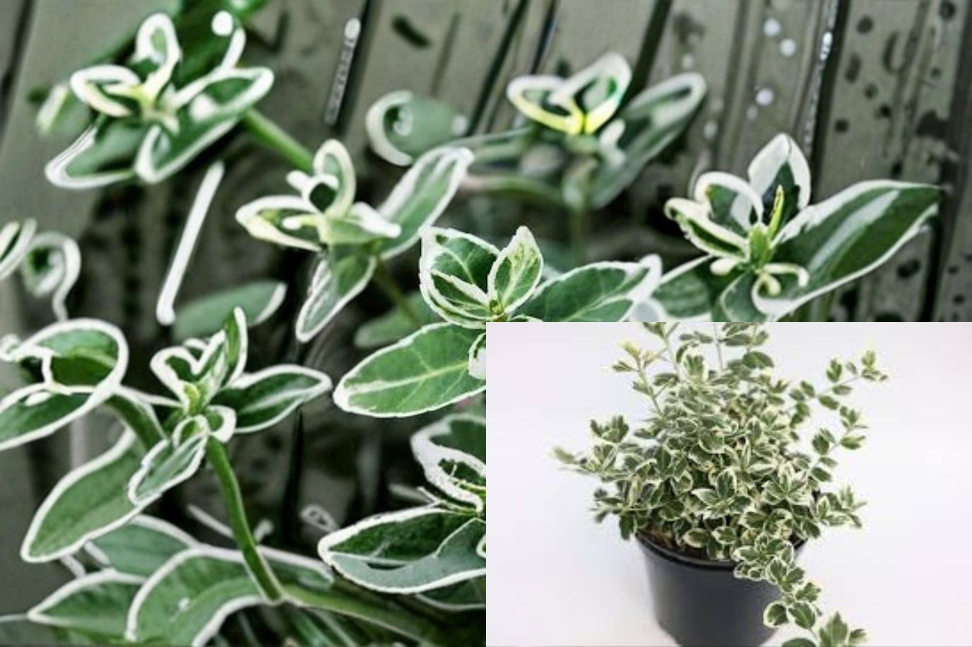 Emerald Gaiety Euonymus Plant - Variegated Evergreen Shrub - Euonymus fortunei ‘Emerald Gaiety’ - Groundcover for Full Sun to Partial Shade