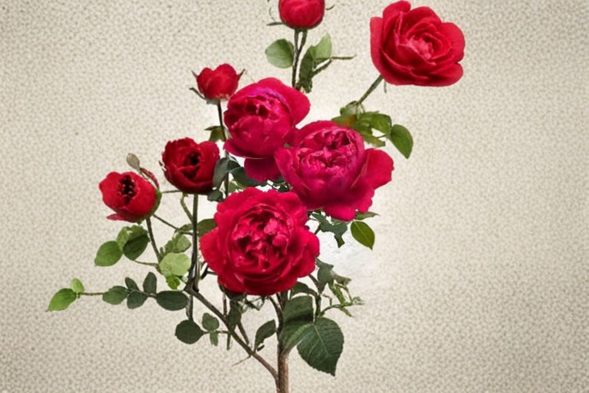 230 Ligare Rose Live Plant - Fragrant Peony-Style Pink Apricot Shrub Rose - Rosa hybrid - Own Root Garden Rose