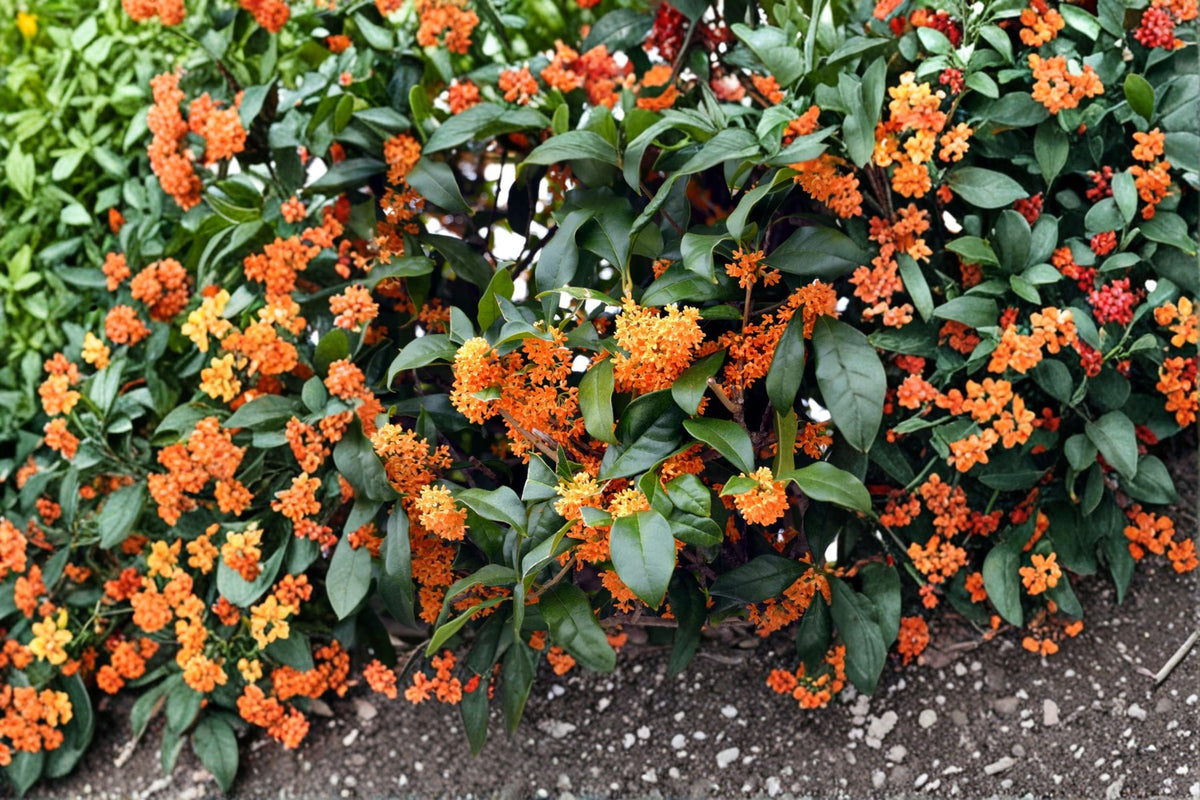 Apricot Echo Tea Olive Plant - 1 Rooted Shrub - Fragrant Osmanthus fragrans - Evergreen Flowering Plant for Gardens or Containers