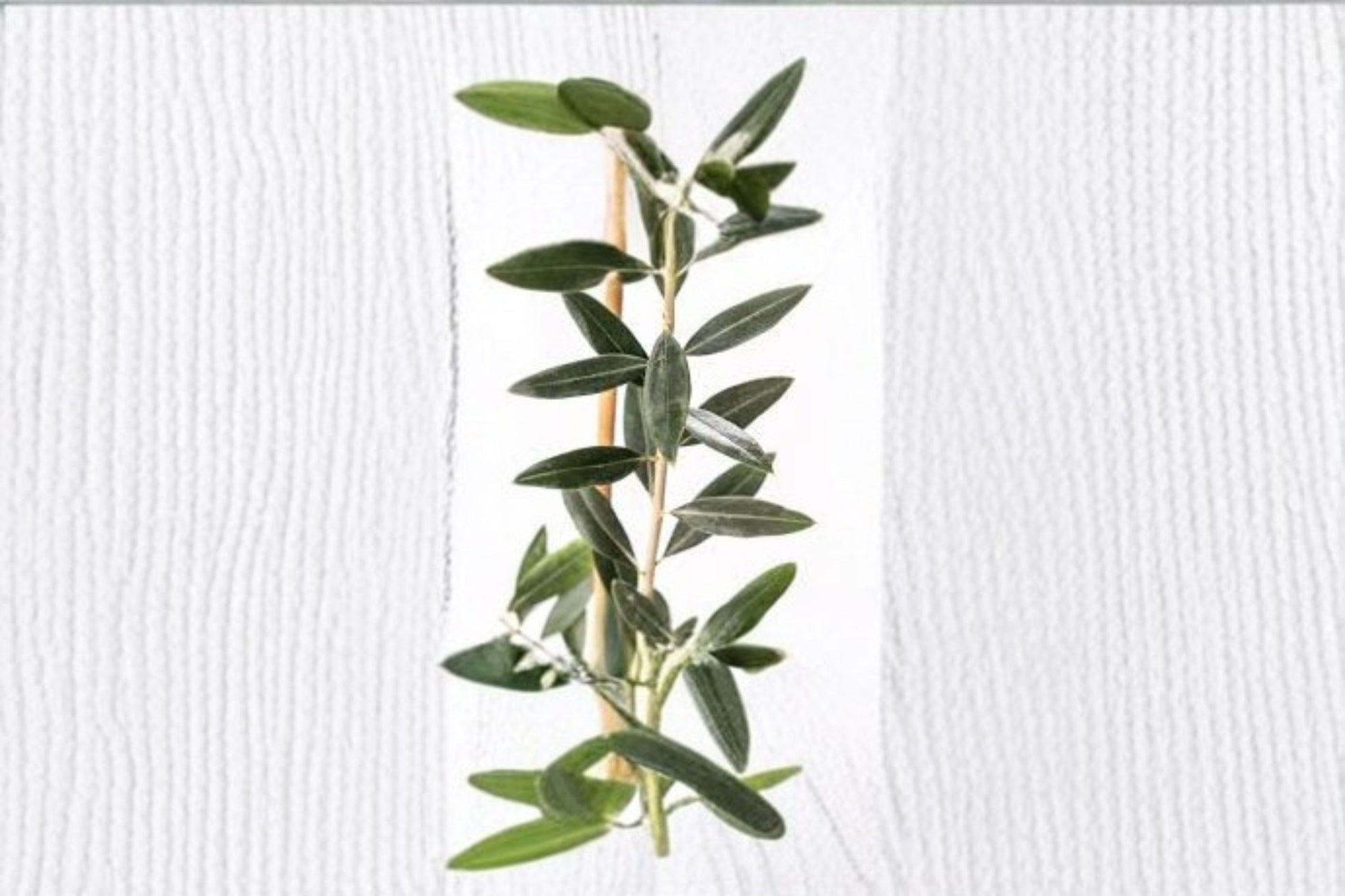 Leccino Olive Live Starter Plant - Olea europaea - Cold-Hardy Edible Olive Tree for Gardens & Containers