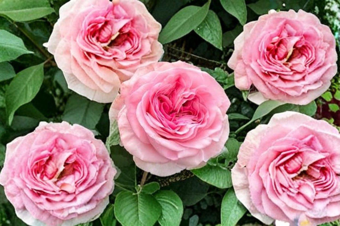 Gossip Girl Rose Plant - Pink Ornamental Shrub Rose - Rosa sp. - Ideal for Gardens, Borders, and Containers