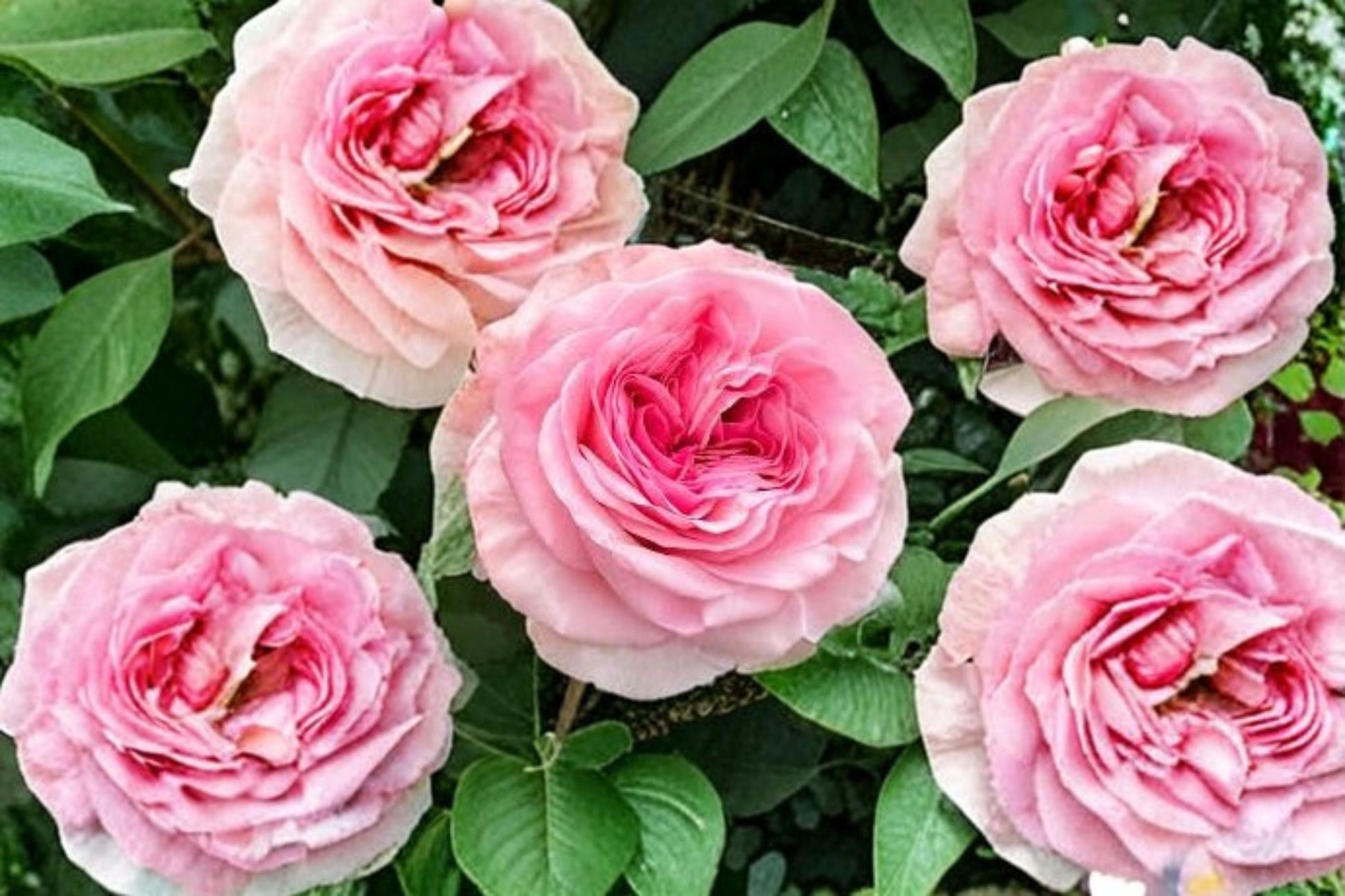 Gossip Girl Rose Plant - Pink Ornamental Shrub Rose - Rosa sp. - Ideal for Gardens, Borders, and Containers