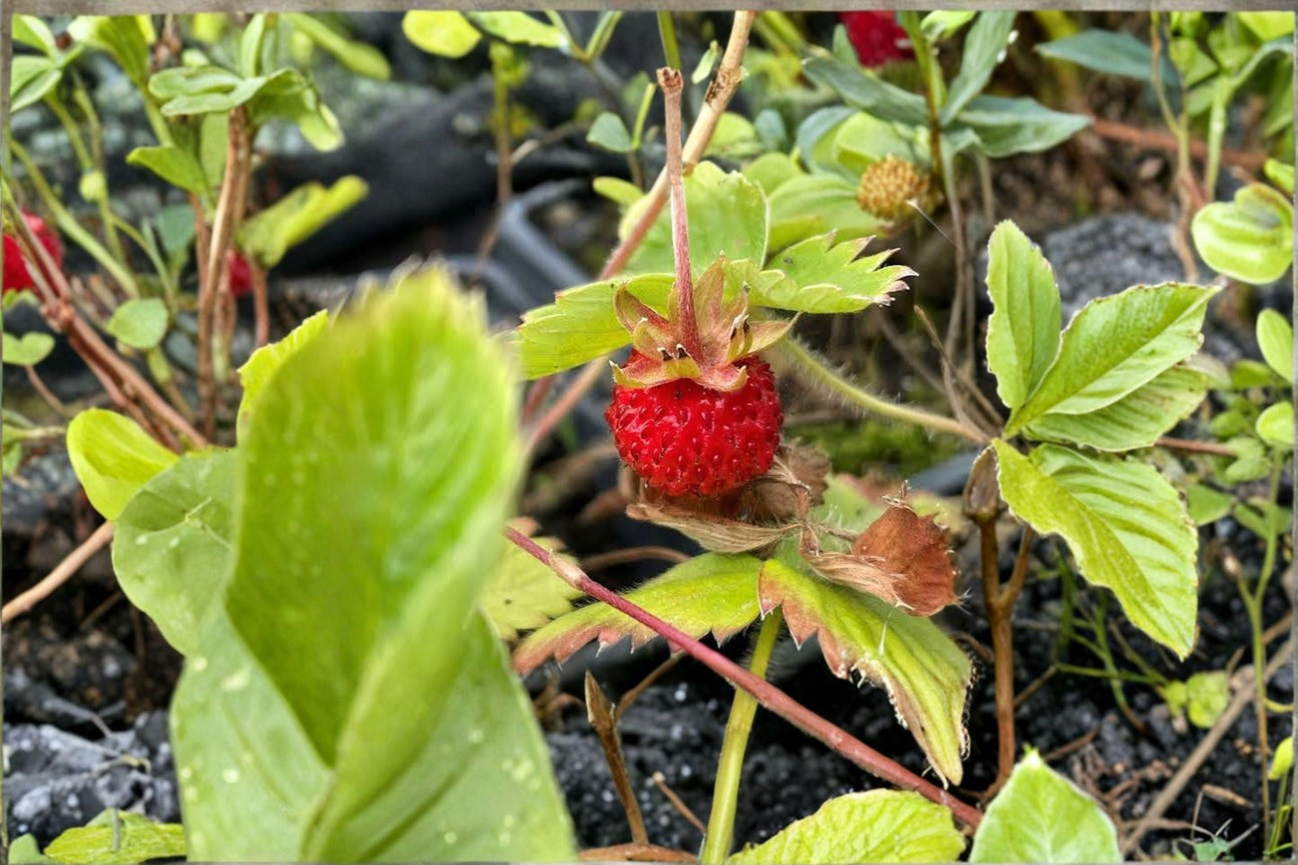10 Wild Strawberry Rhizomes - Fragaria vesca - Perennial Ground Cover Plants for Edible Landscaping and Garden Borders