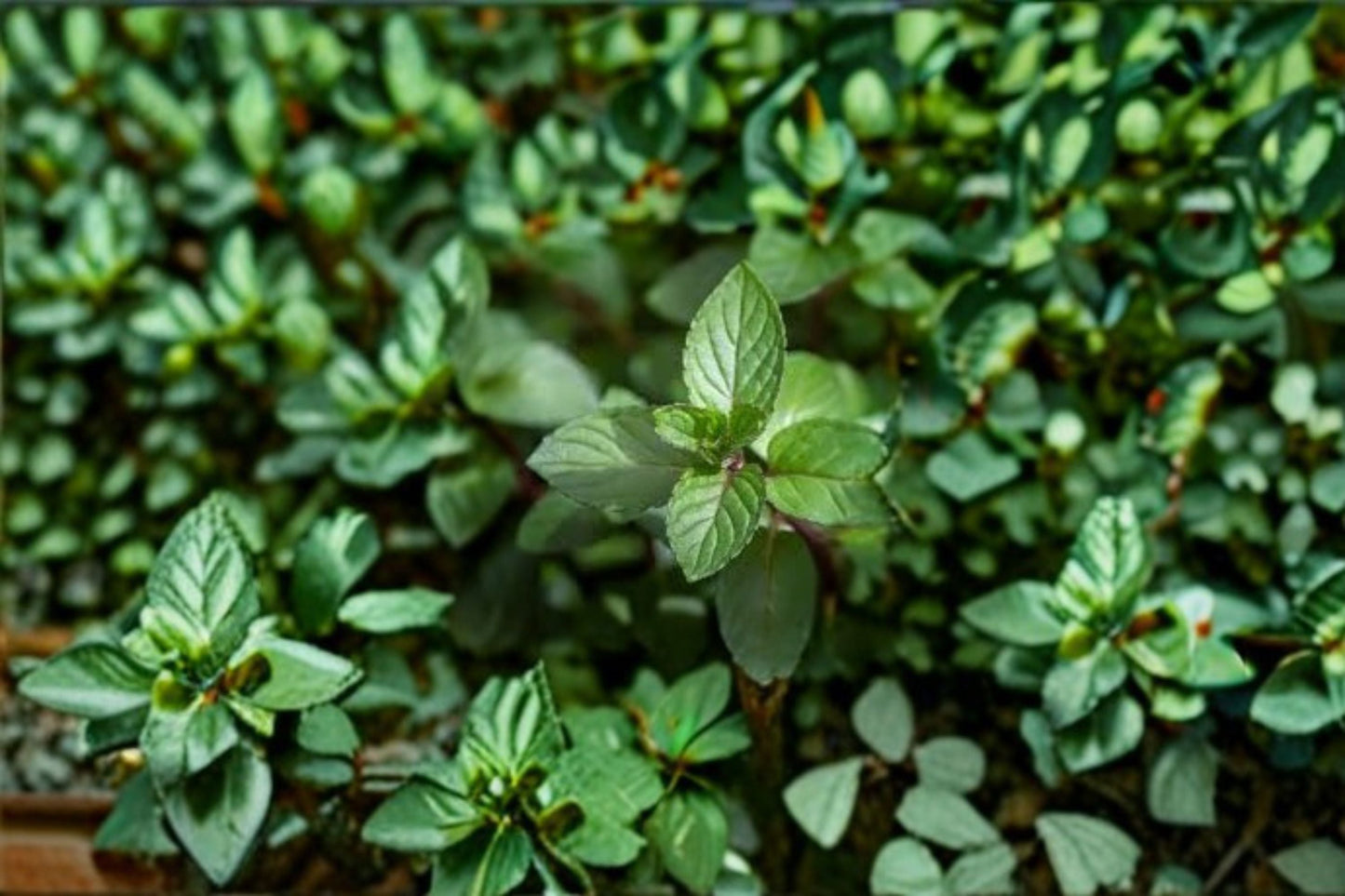 Chocolate Mint Plant - 2.5-Inch Herb - Mentha × piperita f. citrata ‘Chocolate’ - Aromatic Culinary Perennial