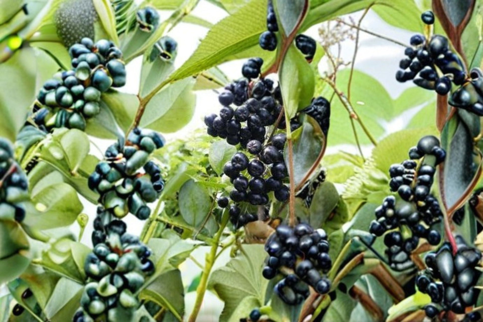 Viking Aronia Berry Live Starter Plant - Aronia melanocarpa - Self-Pollinating Black Chokeberry for Edible Gardens