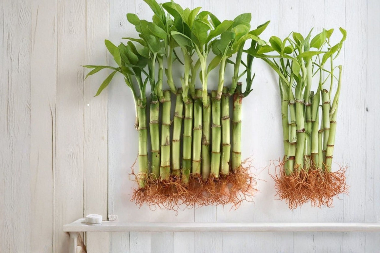 4 Live Lucky Bamboo Plants - 4 Inch Feng Shui Arrangement - Dracaena sanderiana - Easy Care Indoor Foliage for Home & Office