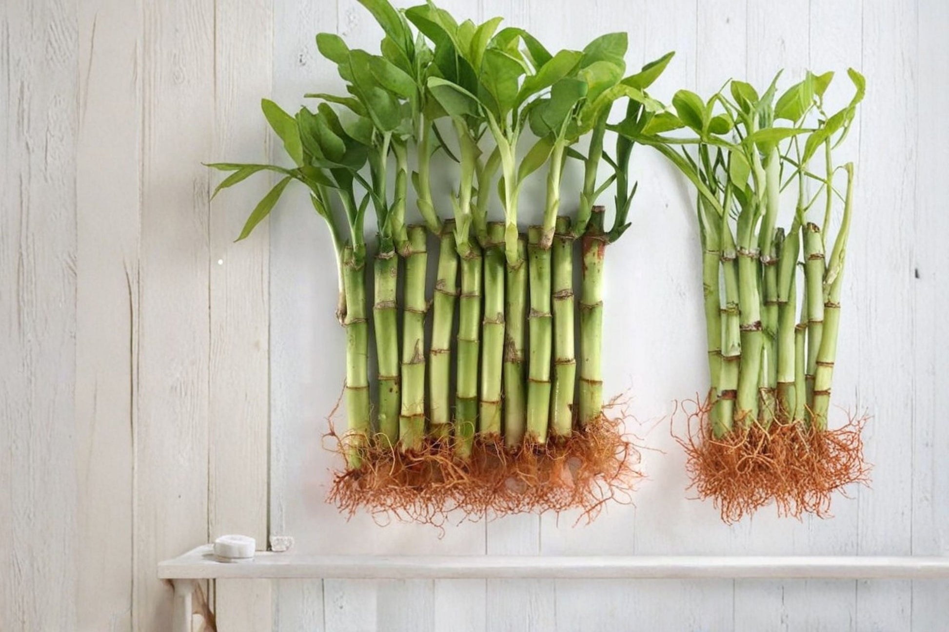 4 Live Lucky Bamboo Plants - 4 Inch Feng Shui Arrangement - Dracaena sanderiana - Easy Care Indoor Foliage for Home & Office