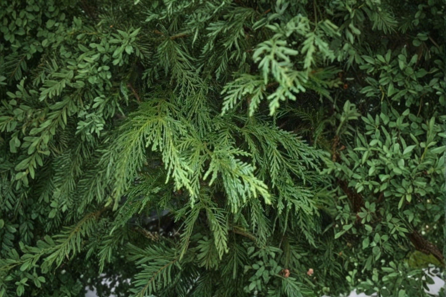 Leighton Green Leyland Cypress Plant - Evergreen Conifer, Cupressocyparis leylandii 'Leighton Green', Fast-Growing Privacy Hedge