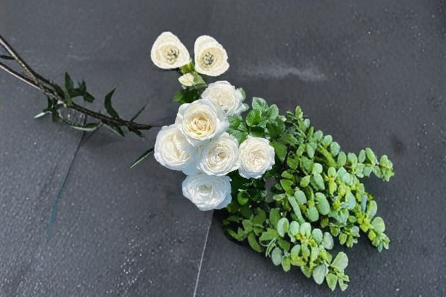 Live Roads of Wedding Rose Plant - Fragrant White Cut Rose - Rosa Hybrid - Own Root, Repeat Blooming, Ornamental